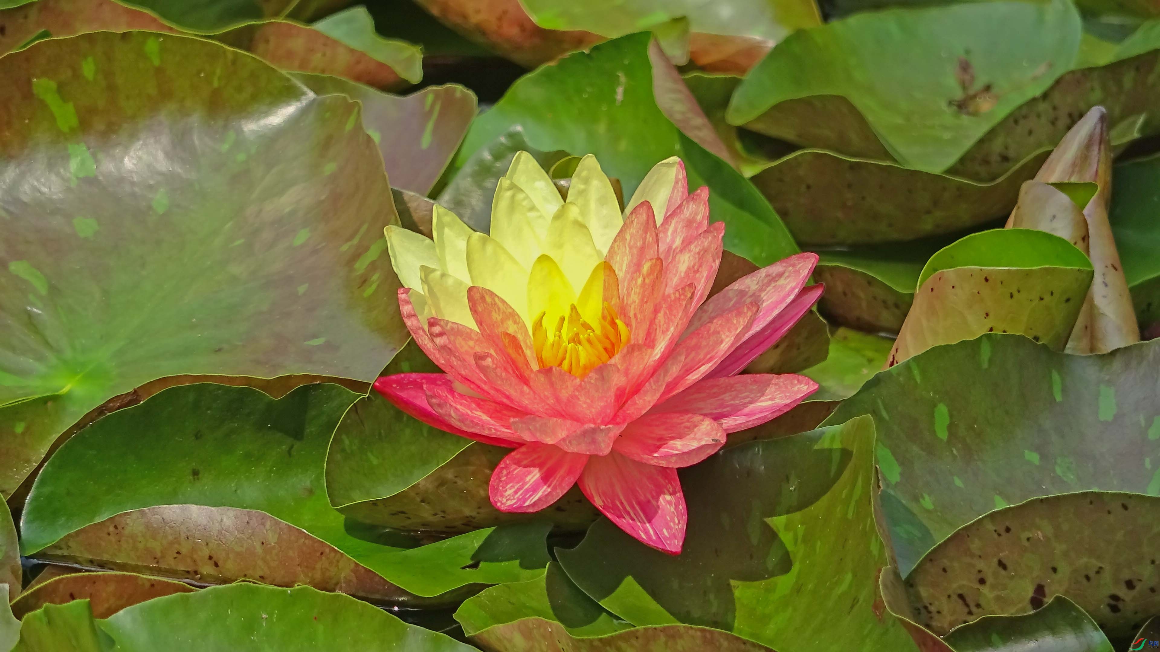 DS6690.jpg