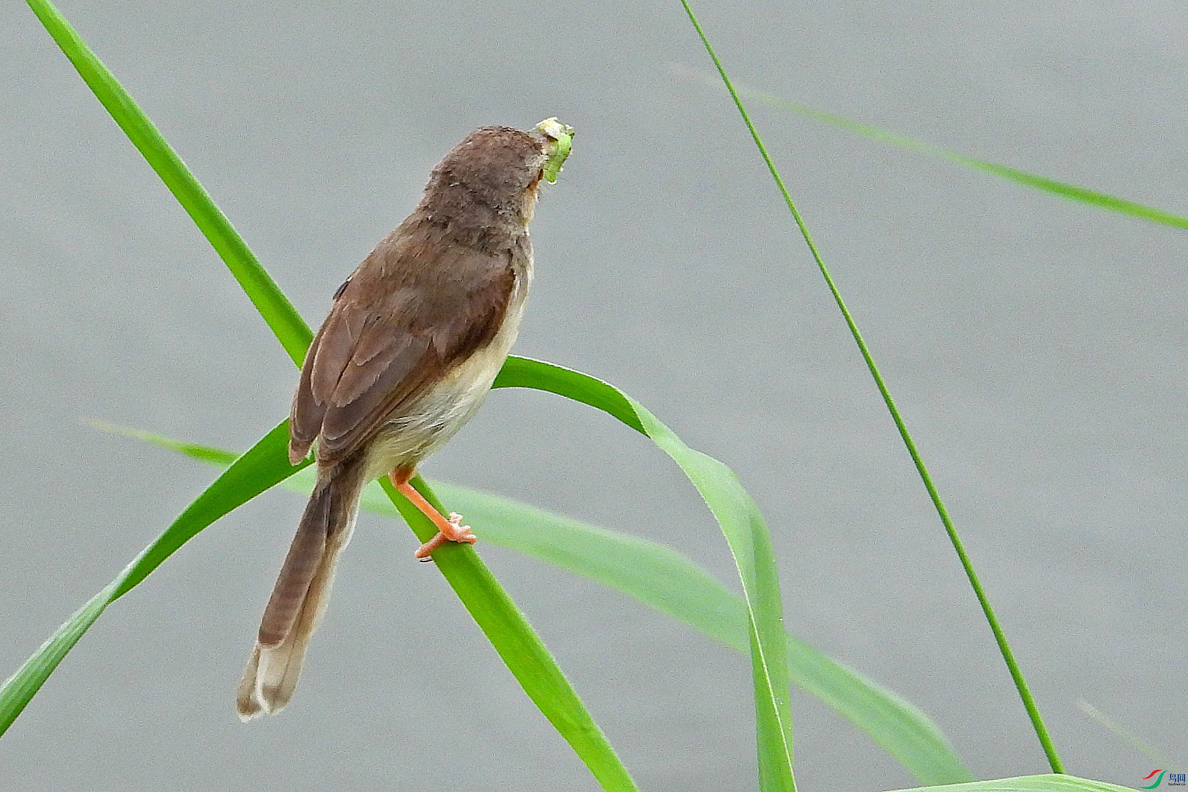 DSCN7936.JPG