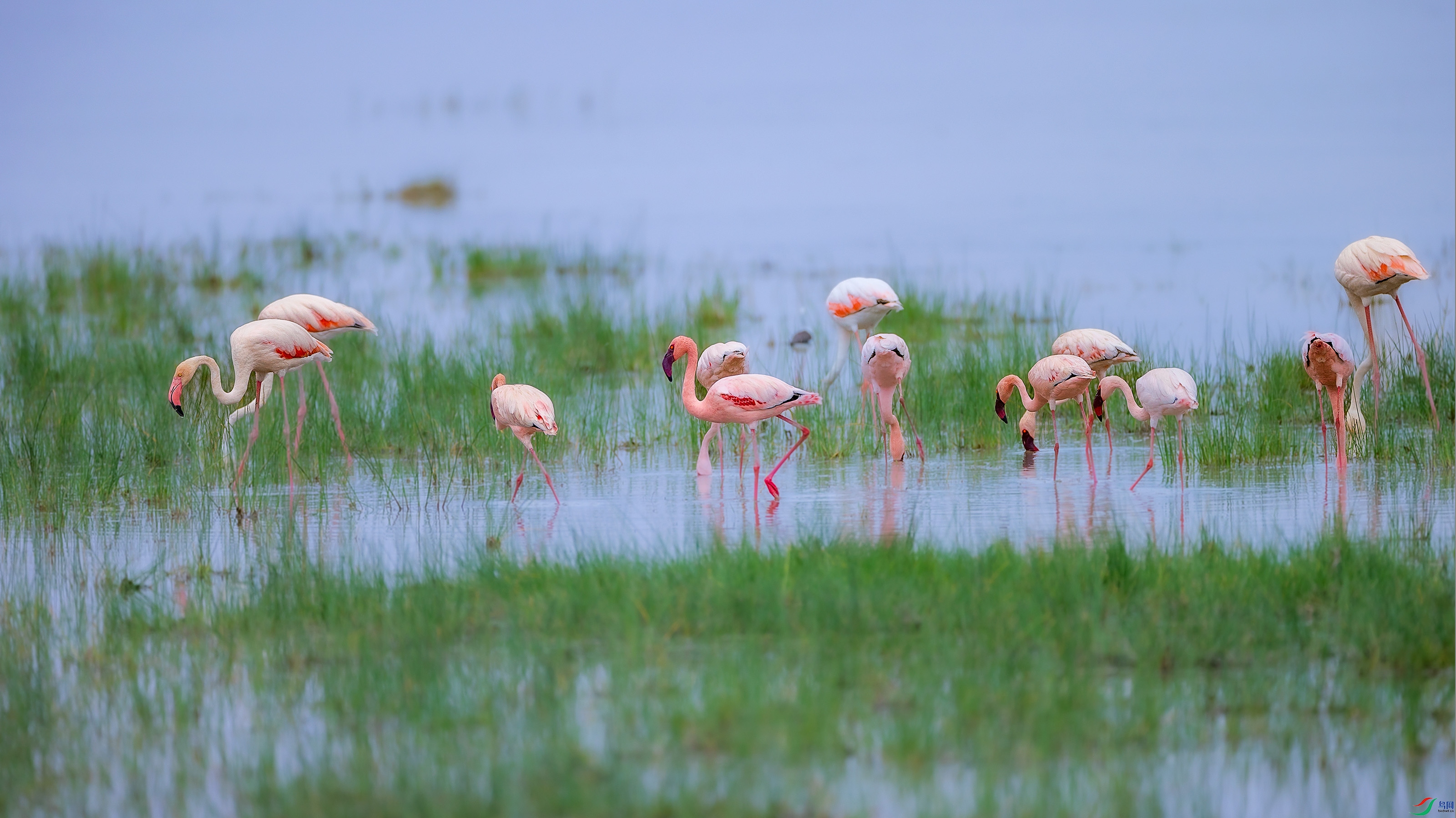 ��ʳ�Ļ�����