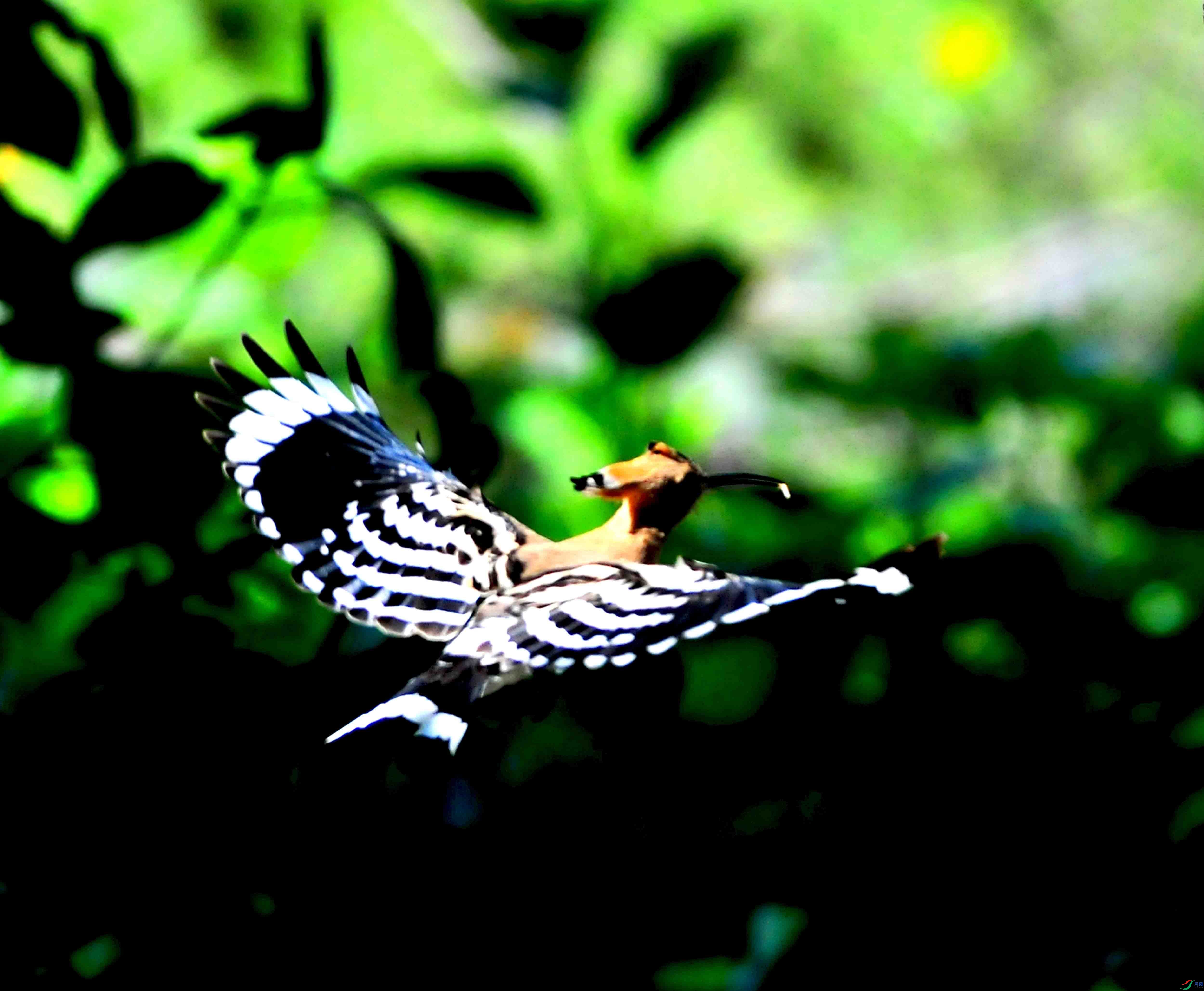 DSC_4685.JPG
