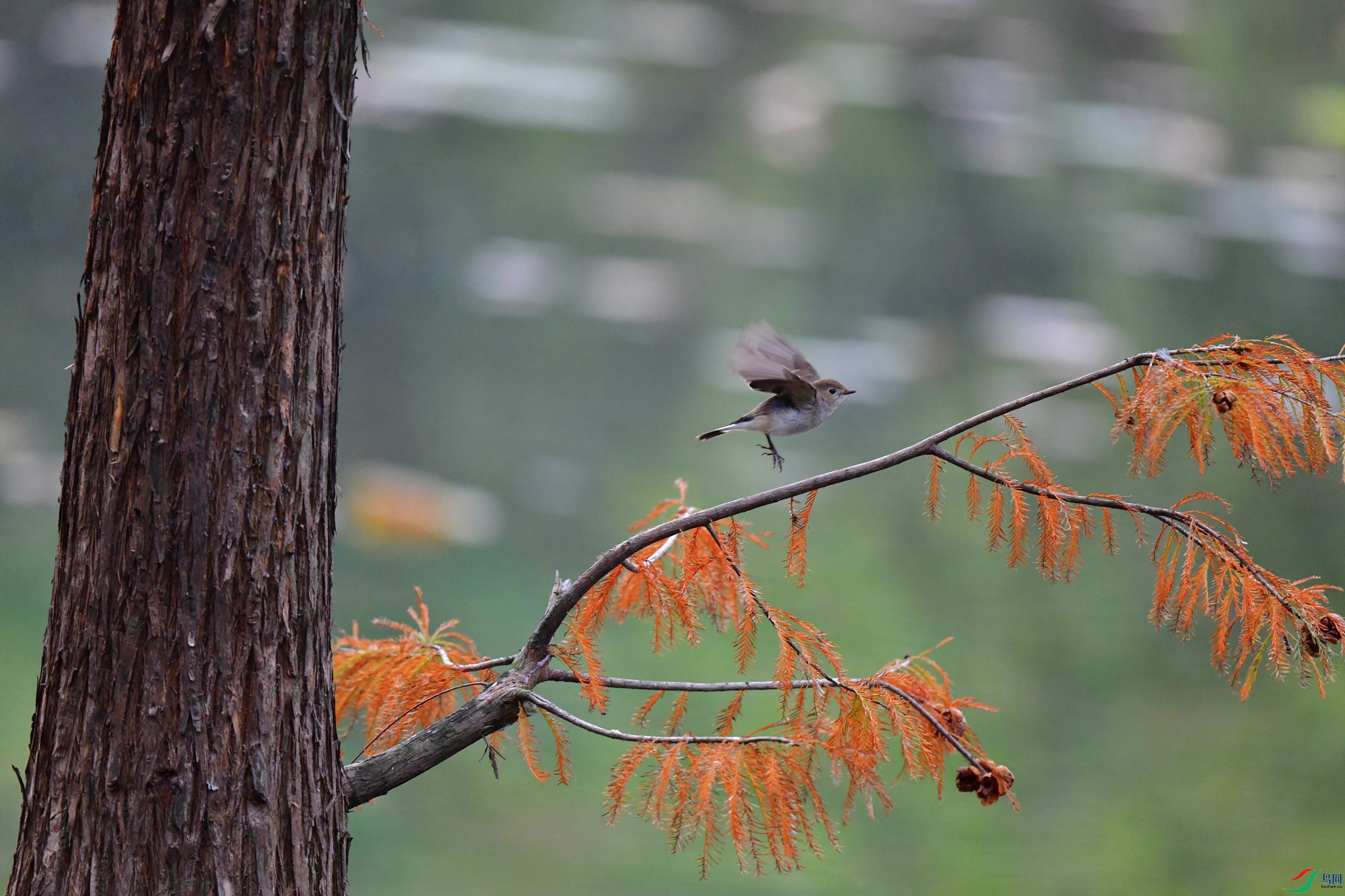 DSC_9721_��ͼ��_����.jpg