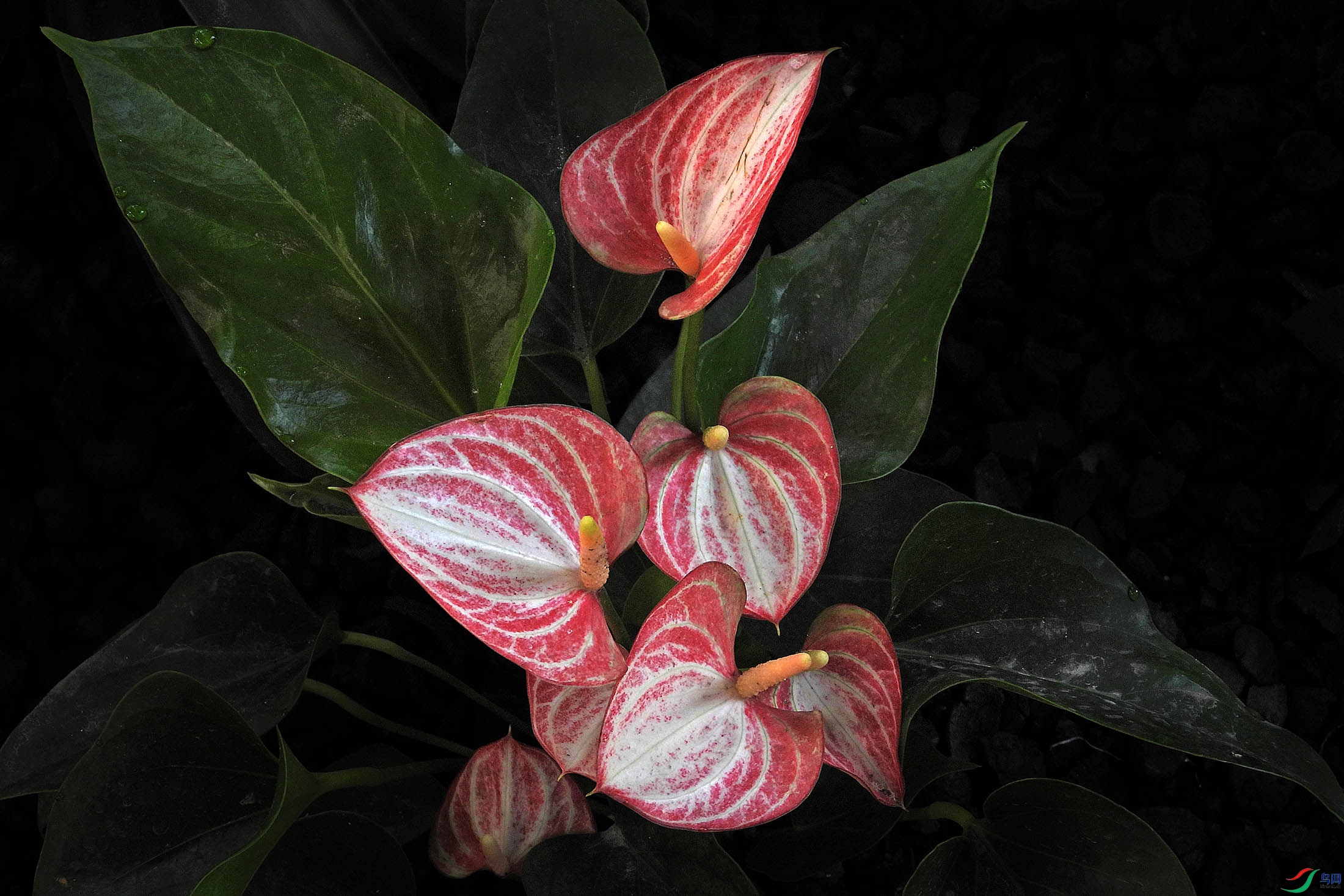 DSCN9765.JPG