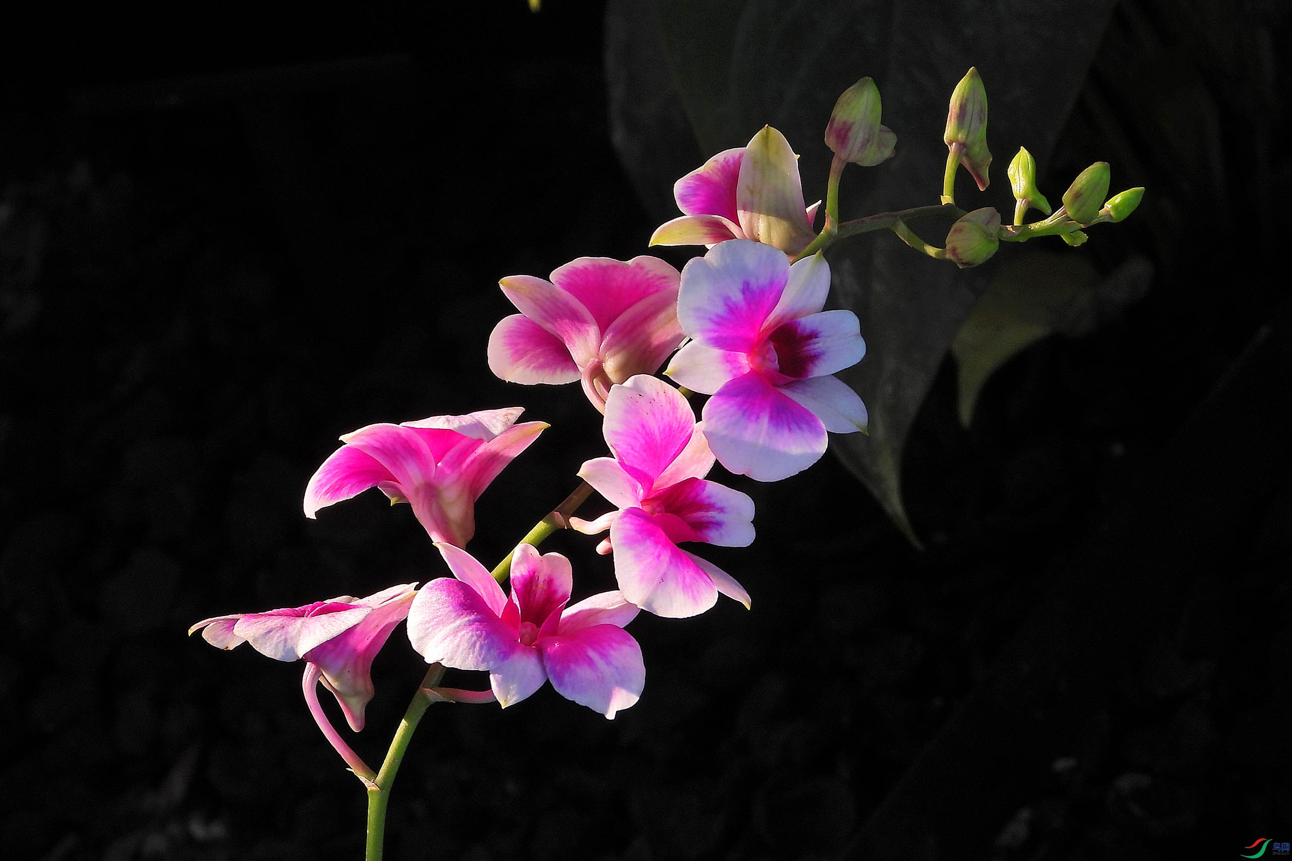 DSCN9788.JPG