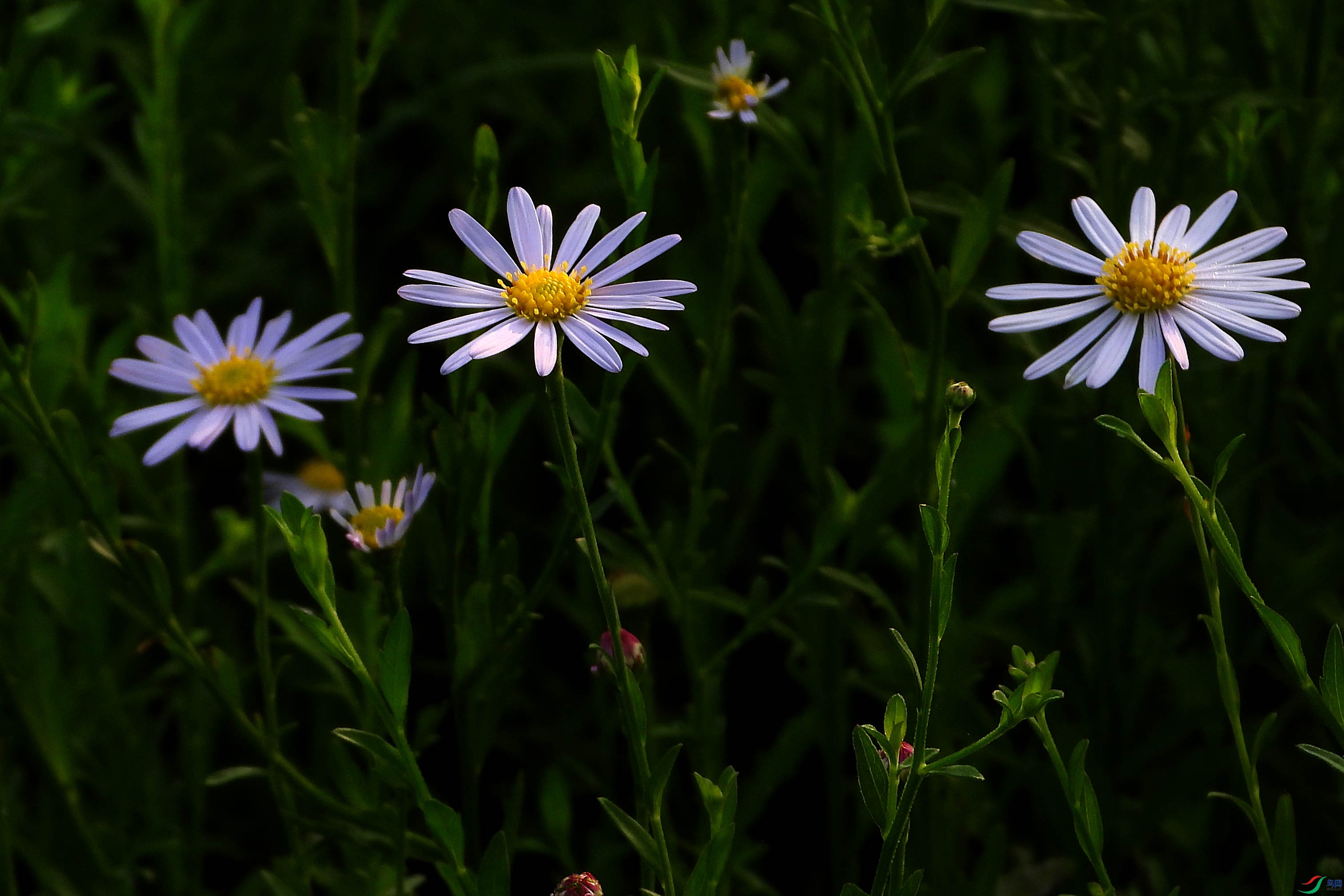 DSCN9778.JPG