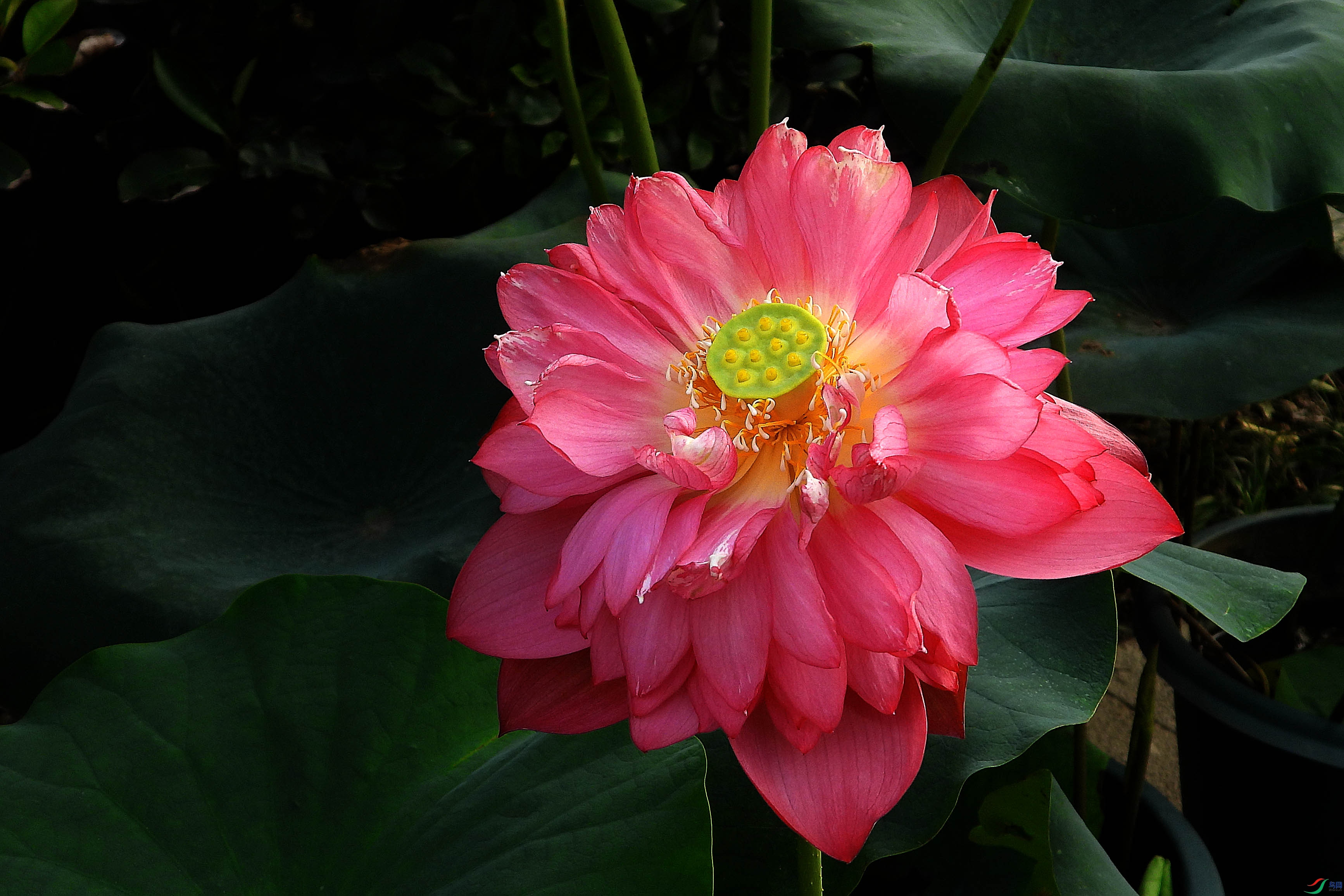 DSCN9770.JPG