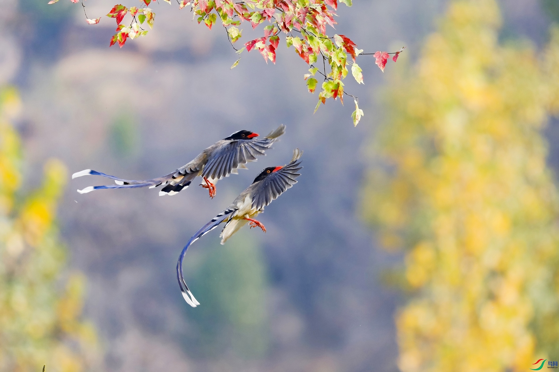 ������ �������� ����.jpg