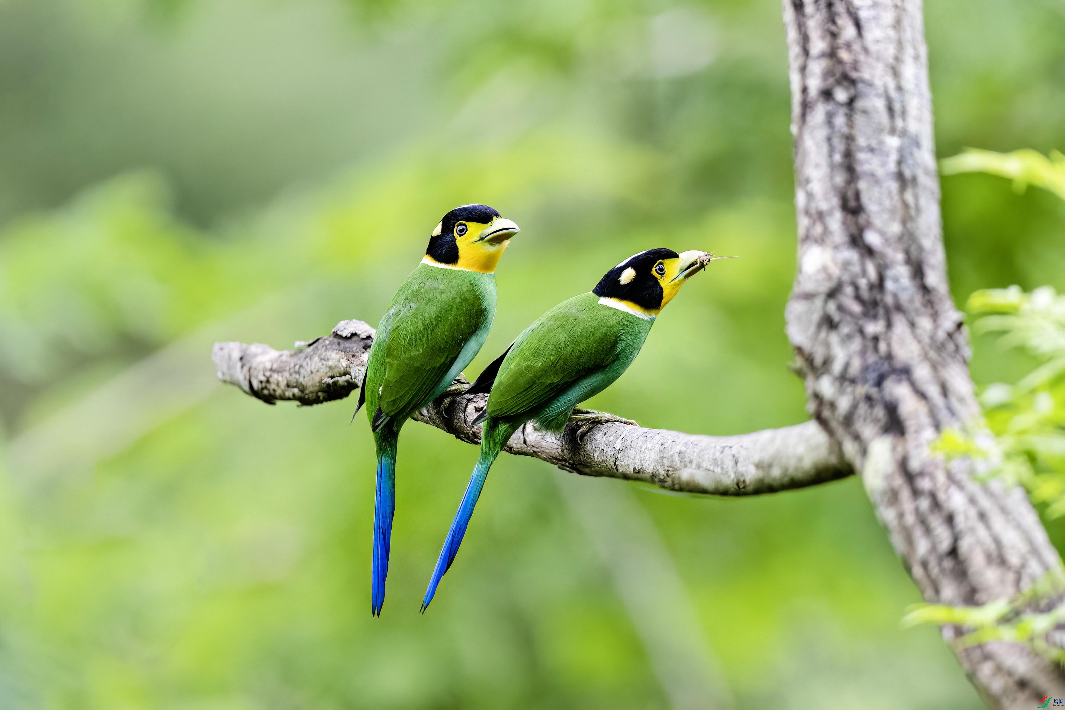 ��β������