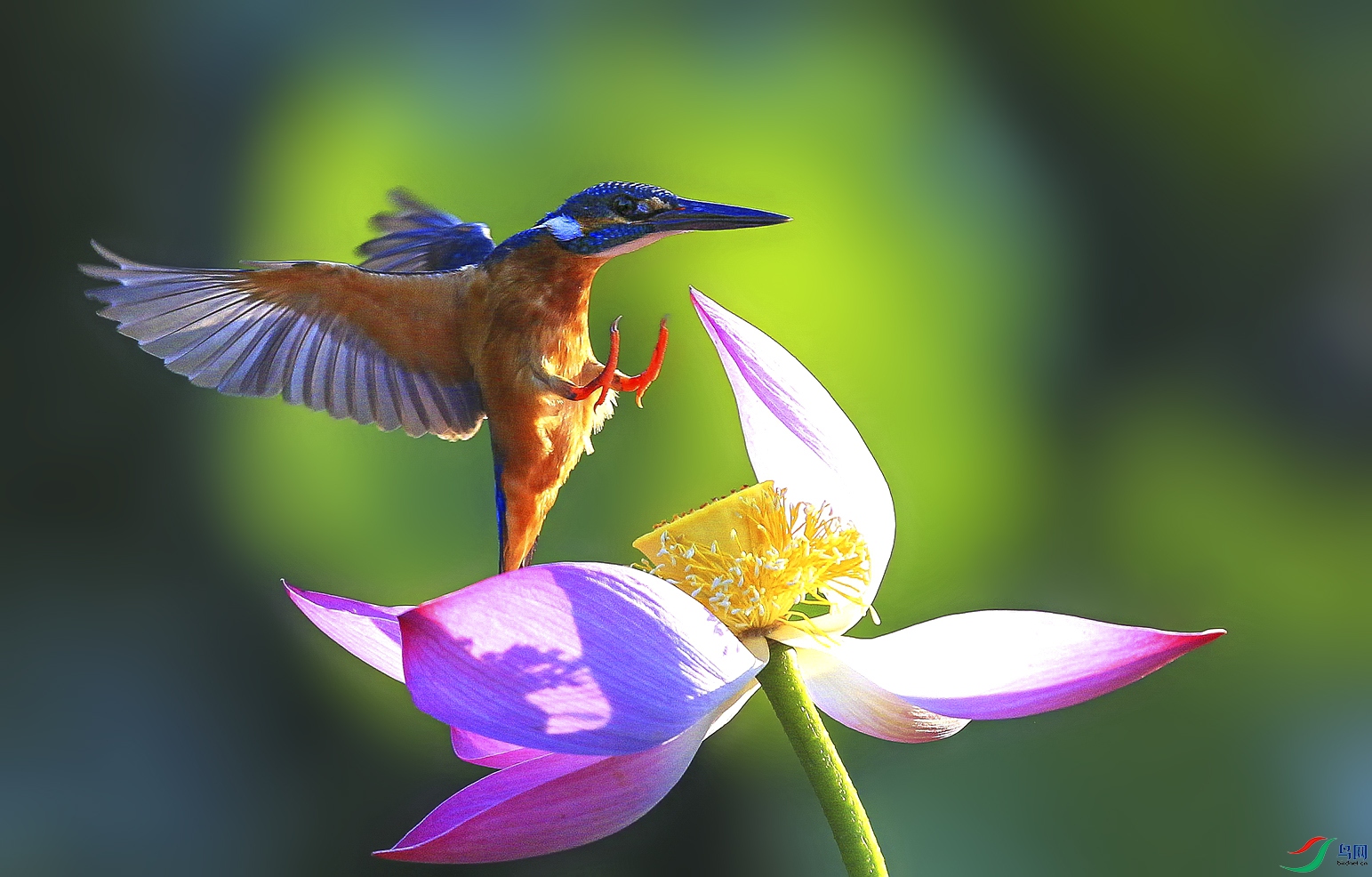 DL3T9838 - ����-1.jpg