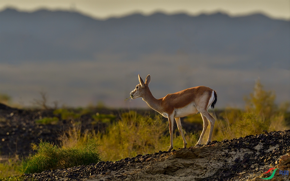 DSC_8110 ����.jpg111.jpg