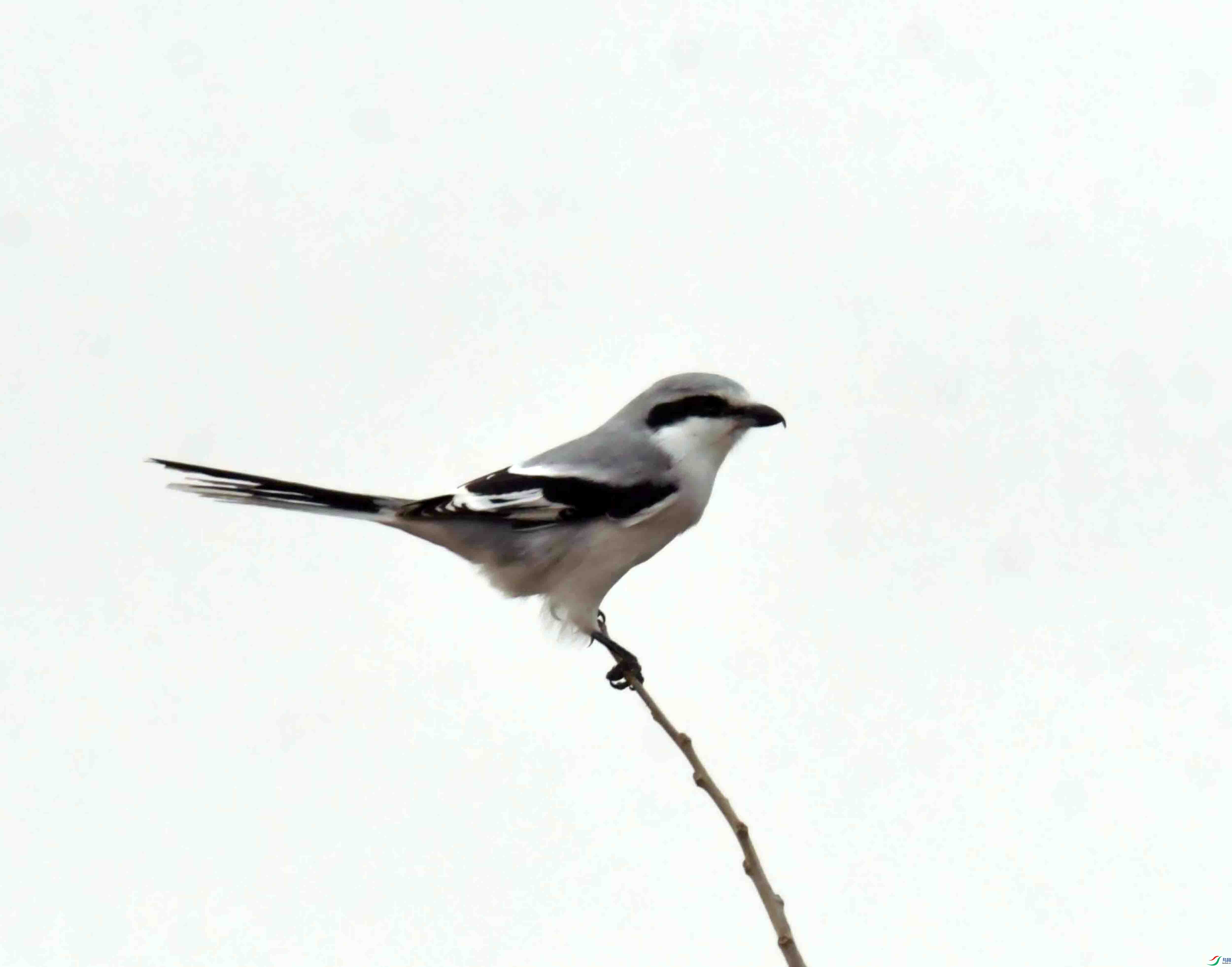 DSC_4271.JPG
