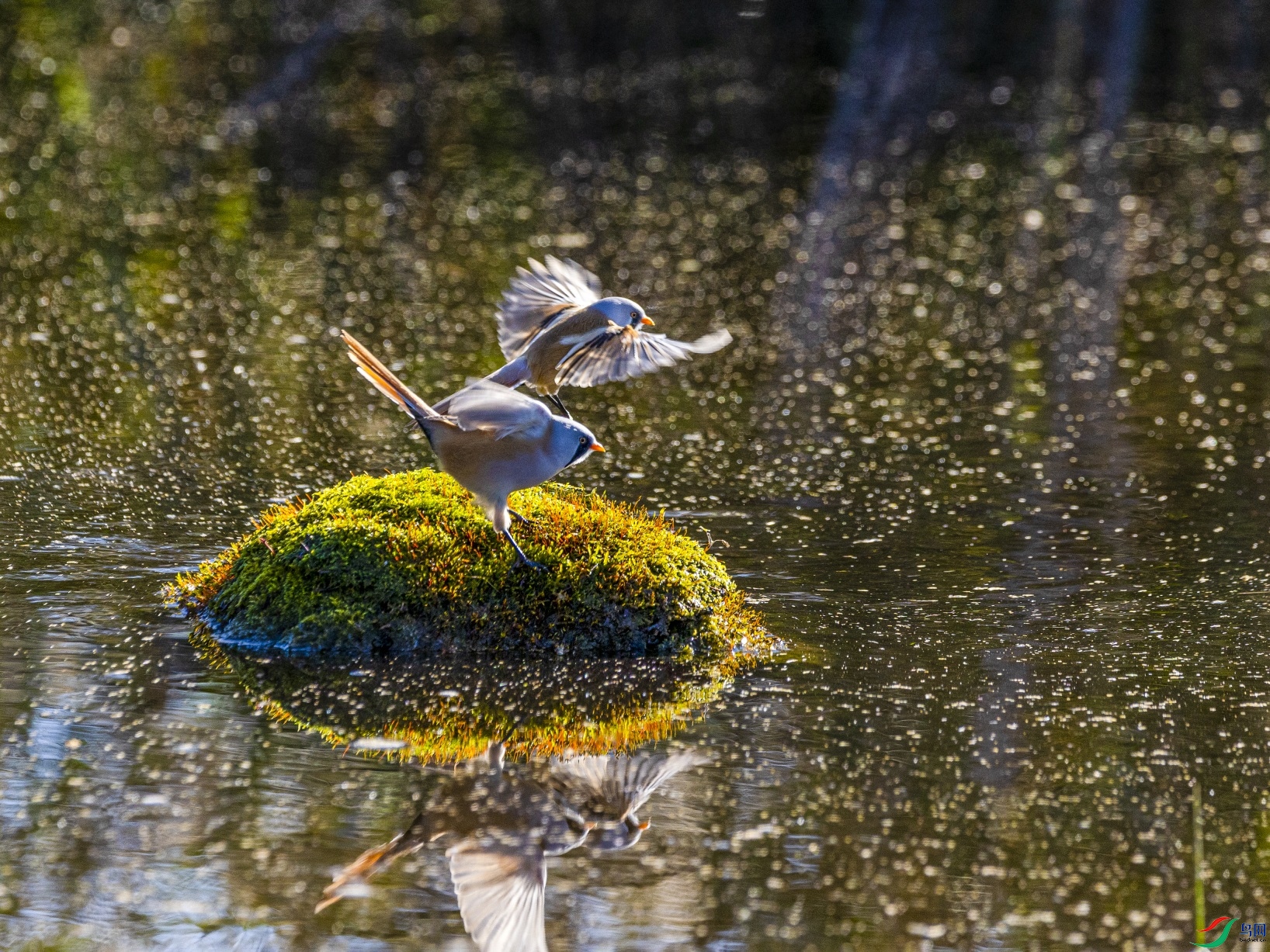 1K3A2626 ����1.jpg