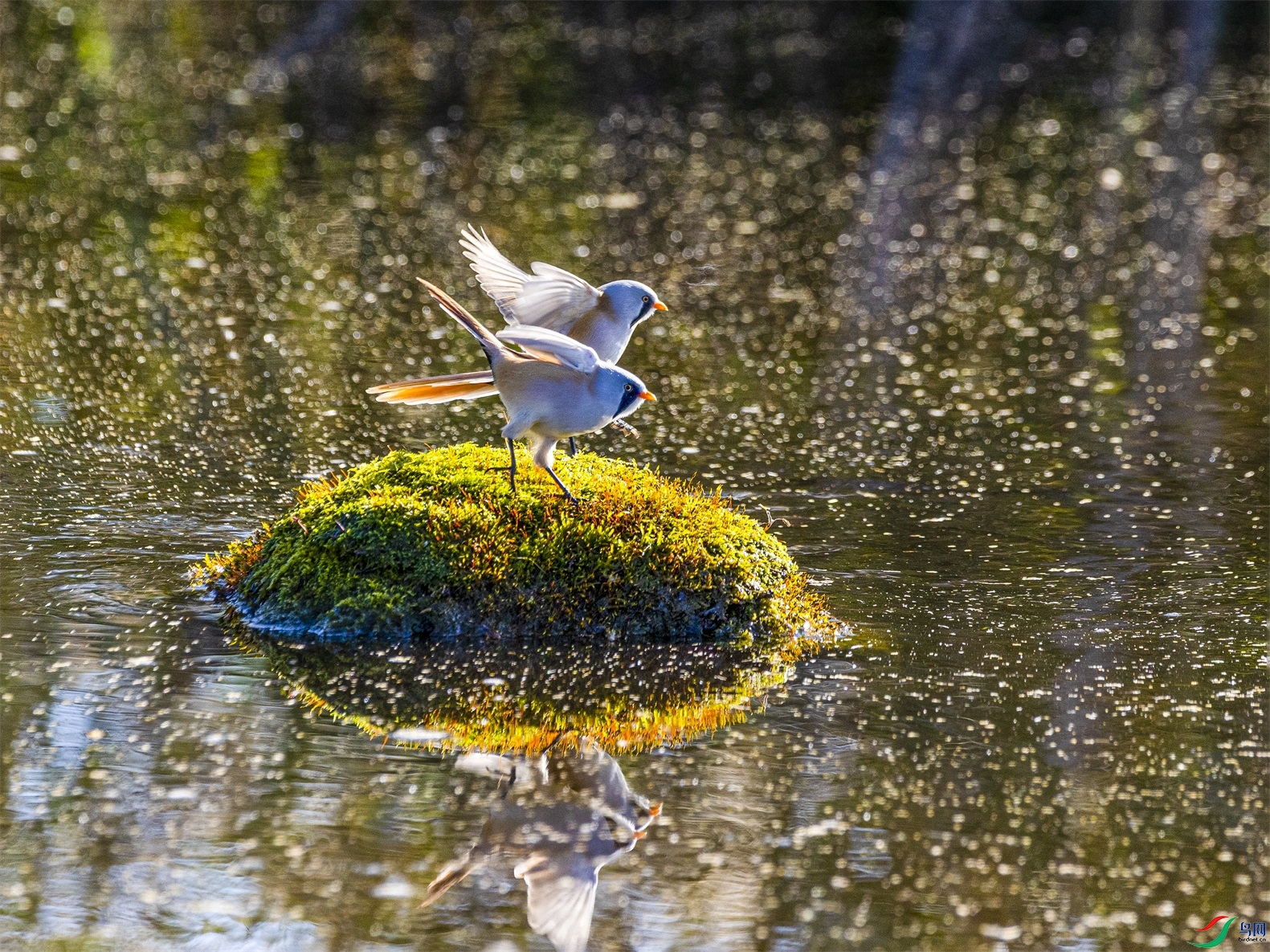 1K3A2625 ����1.jpg