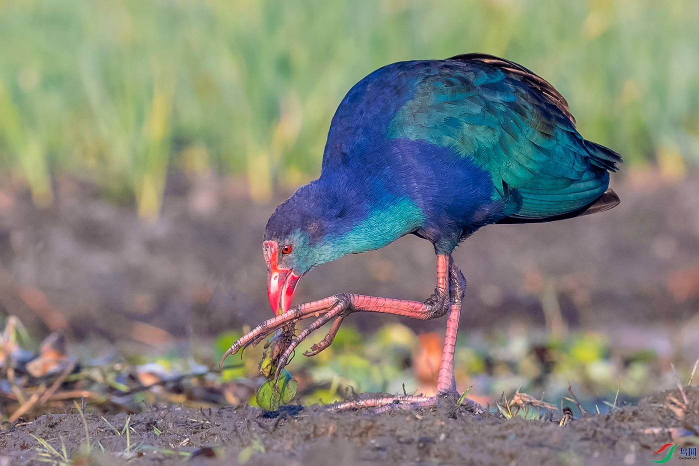 ��ˮ��----źѿ-��ζ���