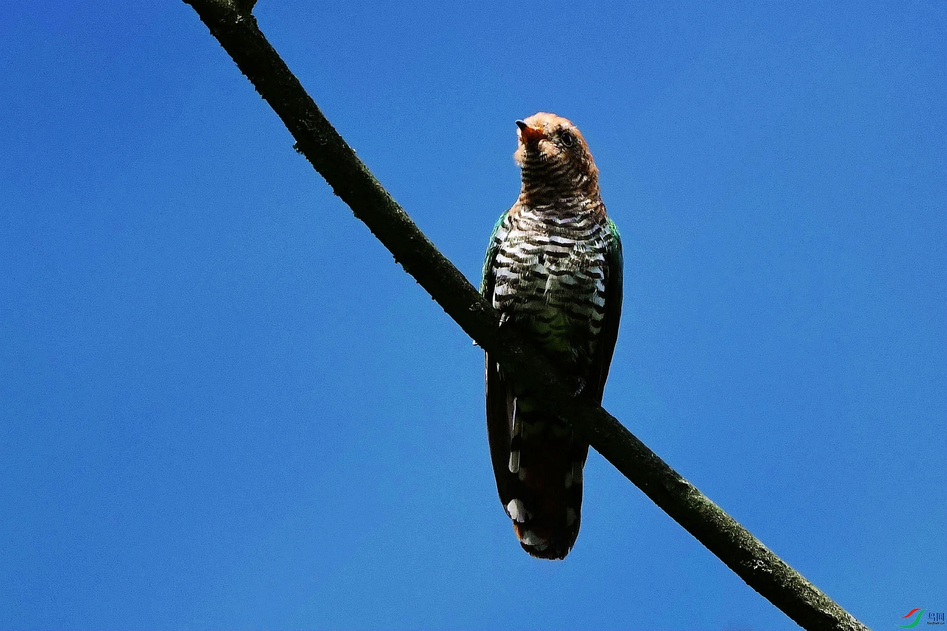 DSC_6228_����.jpg