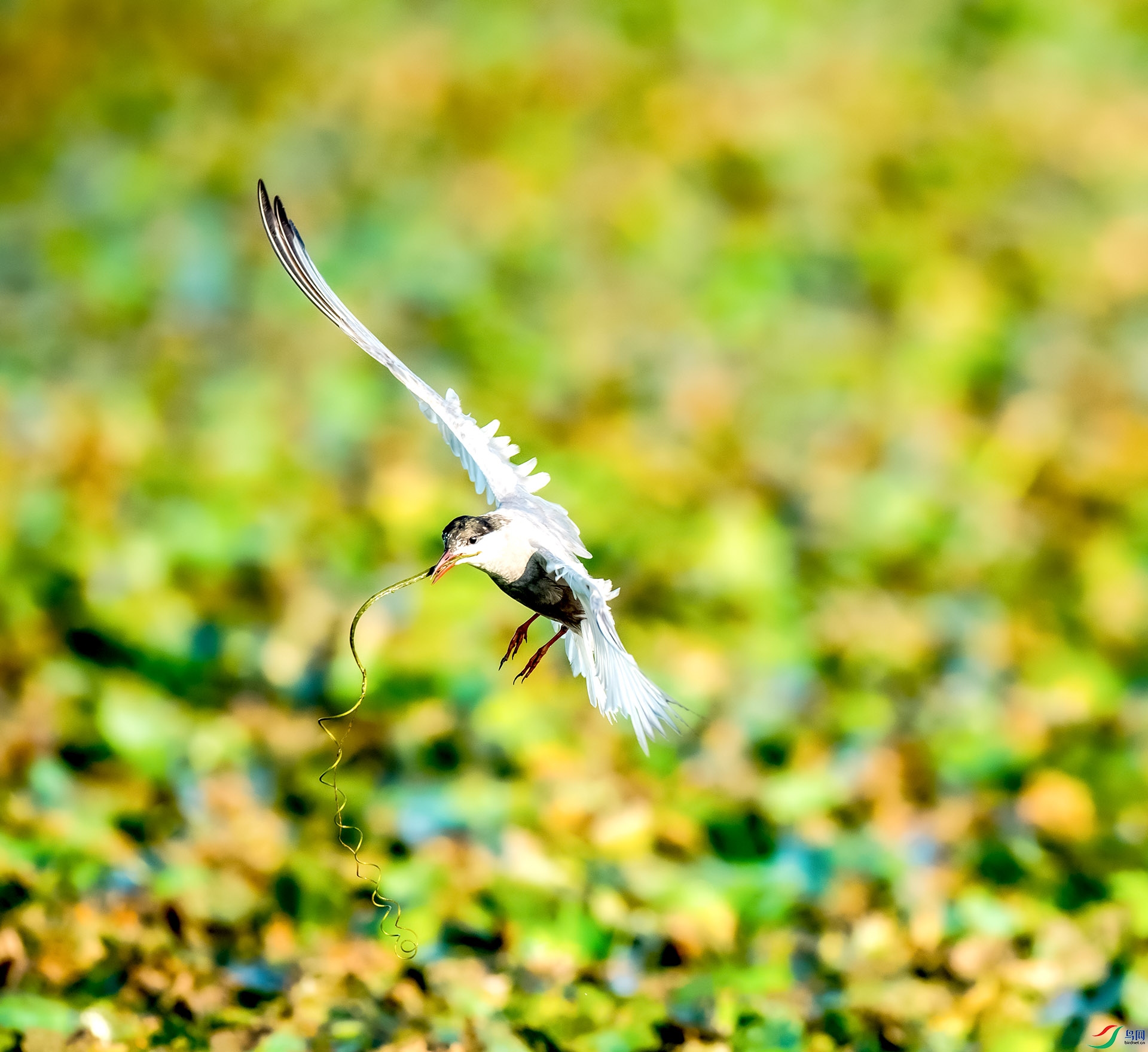 �ҳֲ���������