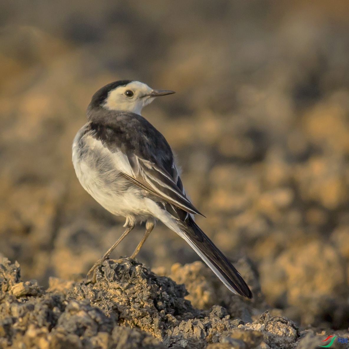 _MG_4871 ����.jpg