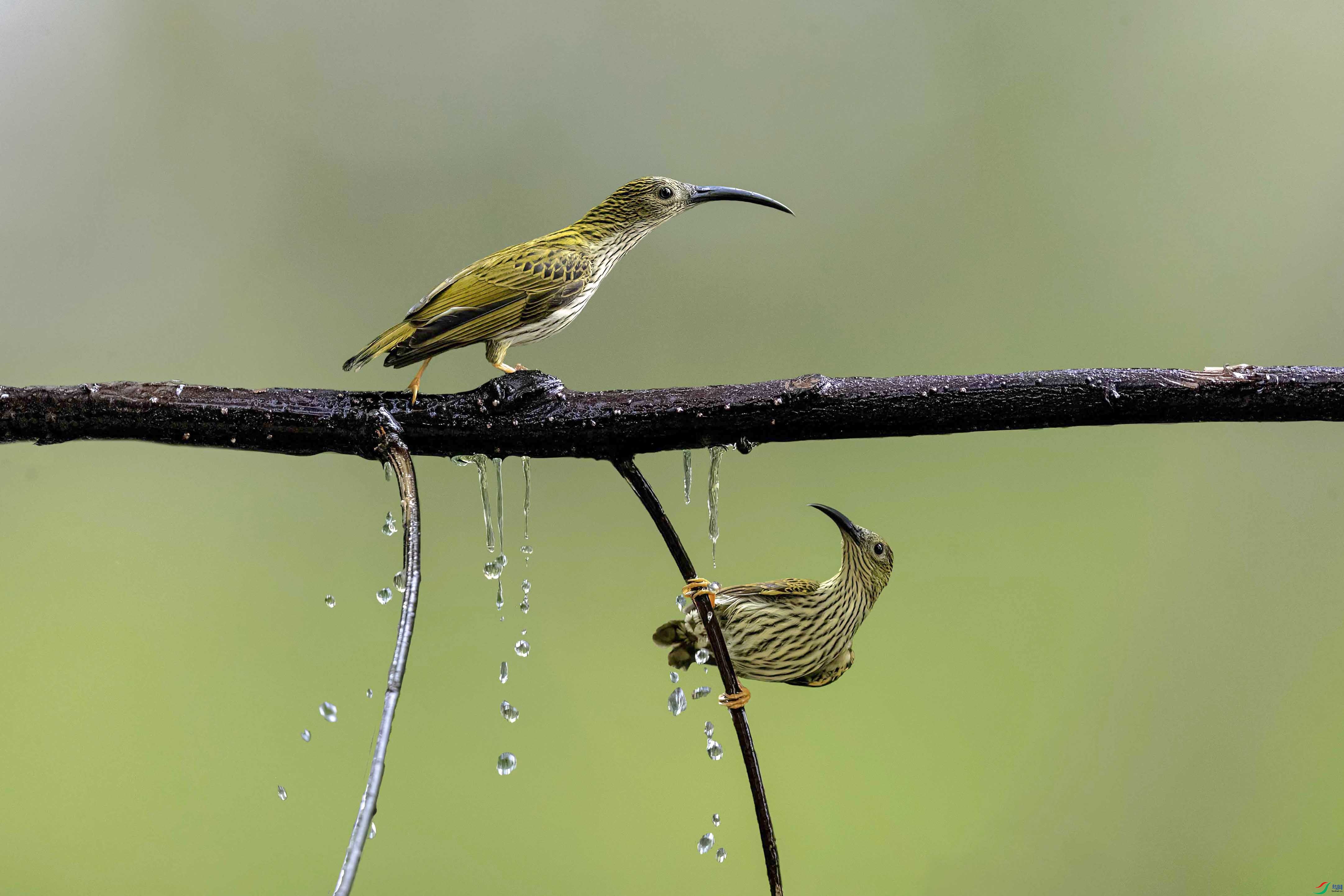 �Ʊ�������