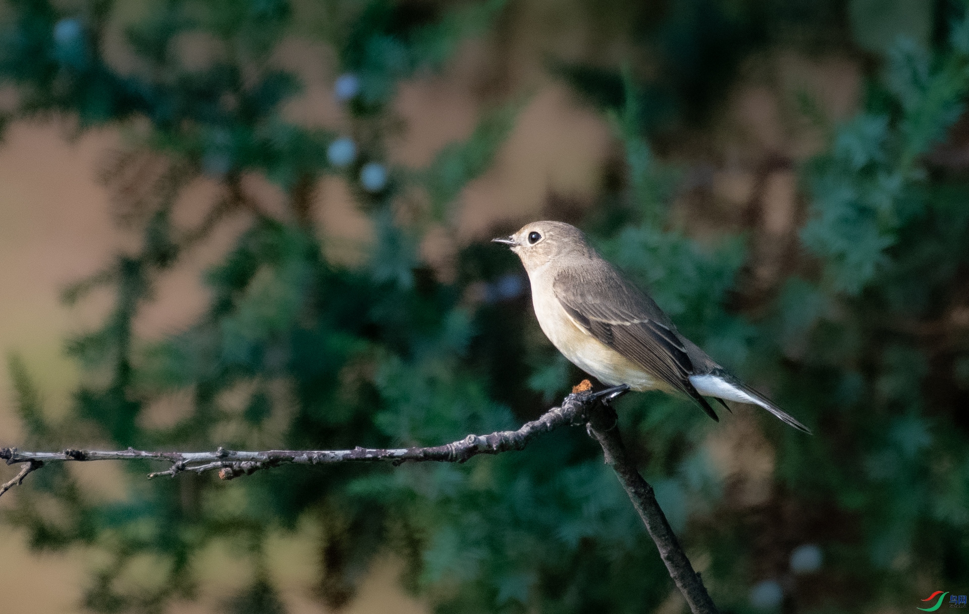 DSC_9539.jpg