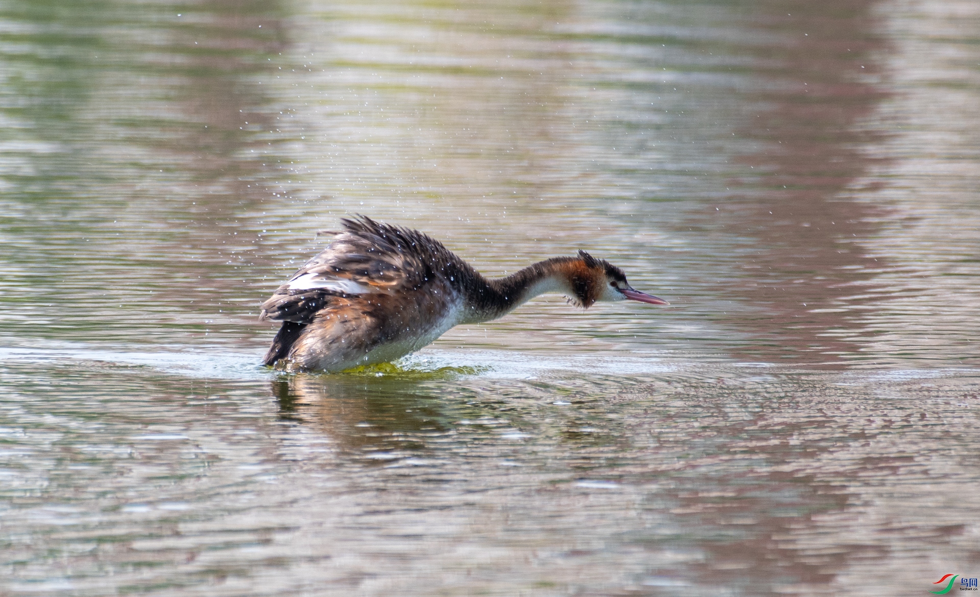 DSC_9643.jpg
