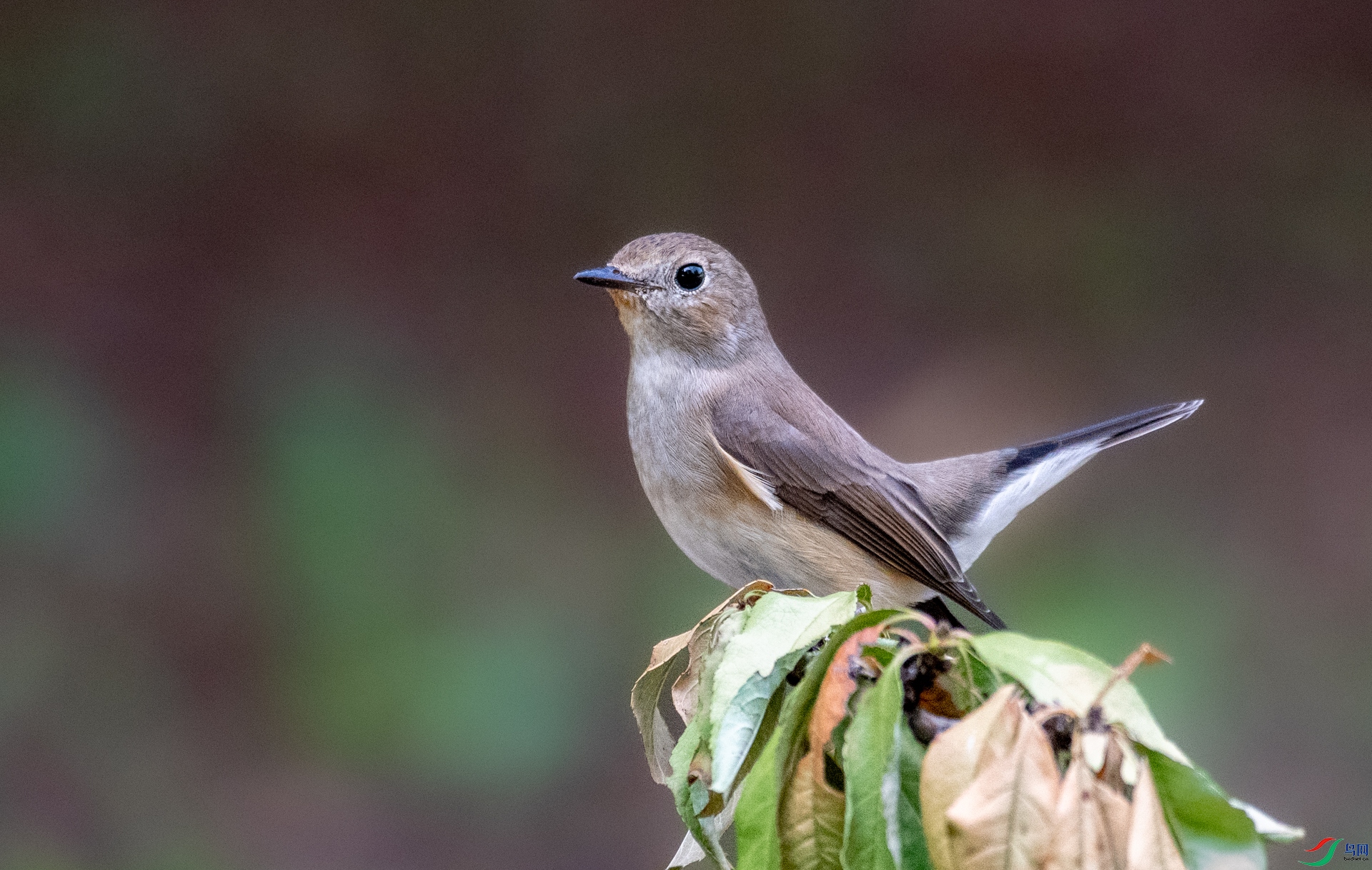 DSC_9864.jpg