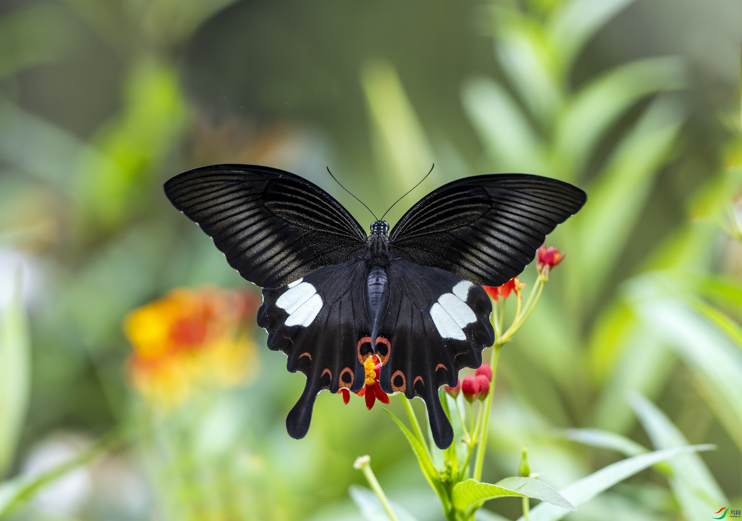 ��߷��-01.jpg