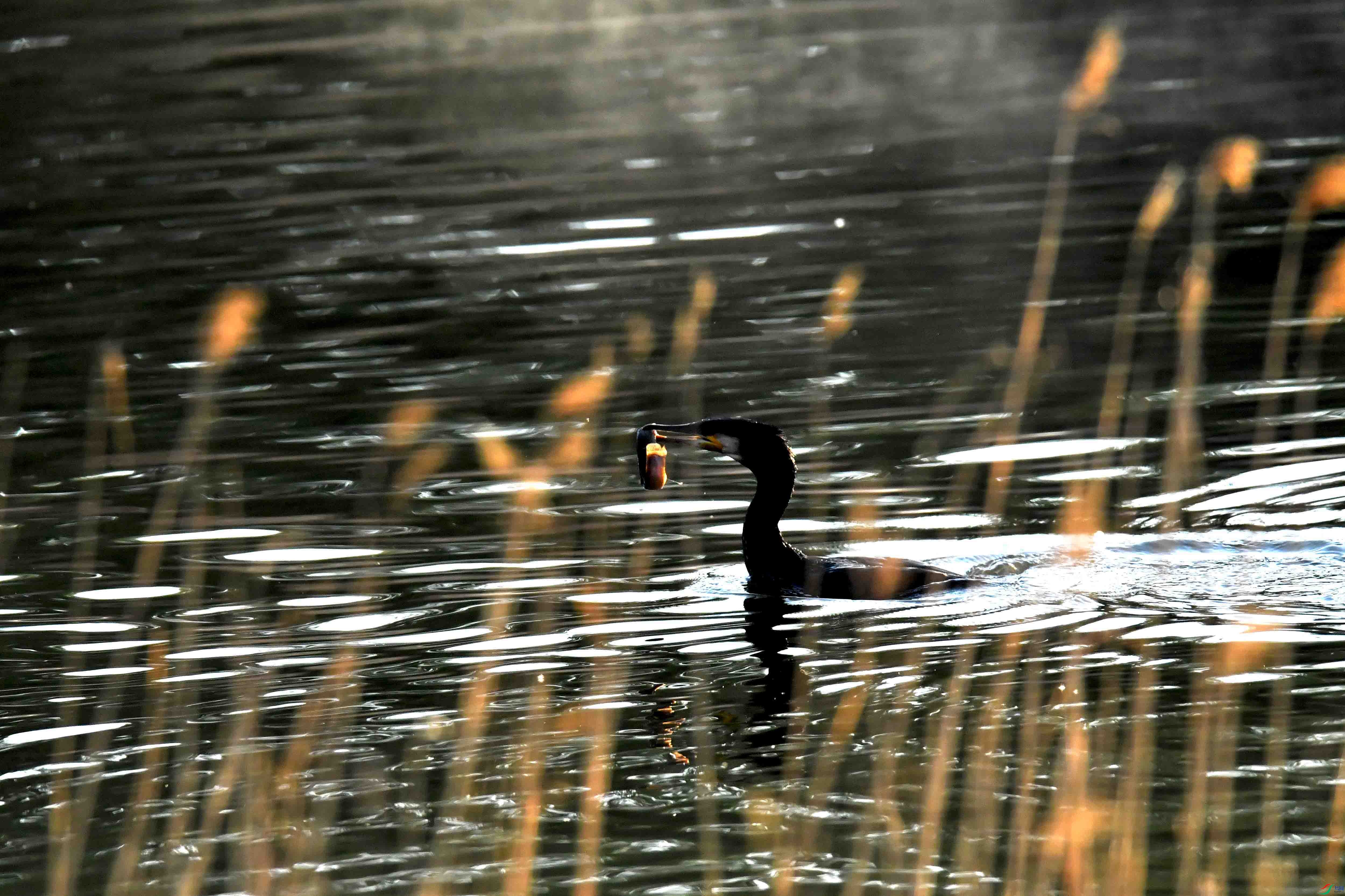DSC_0020.JPG