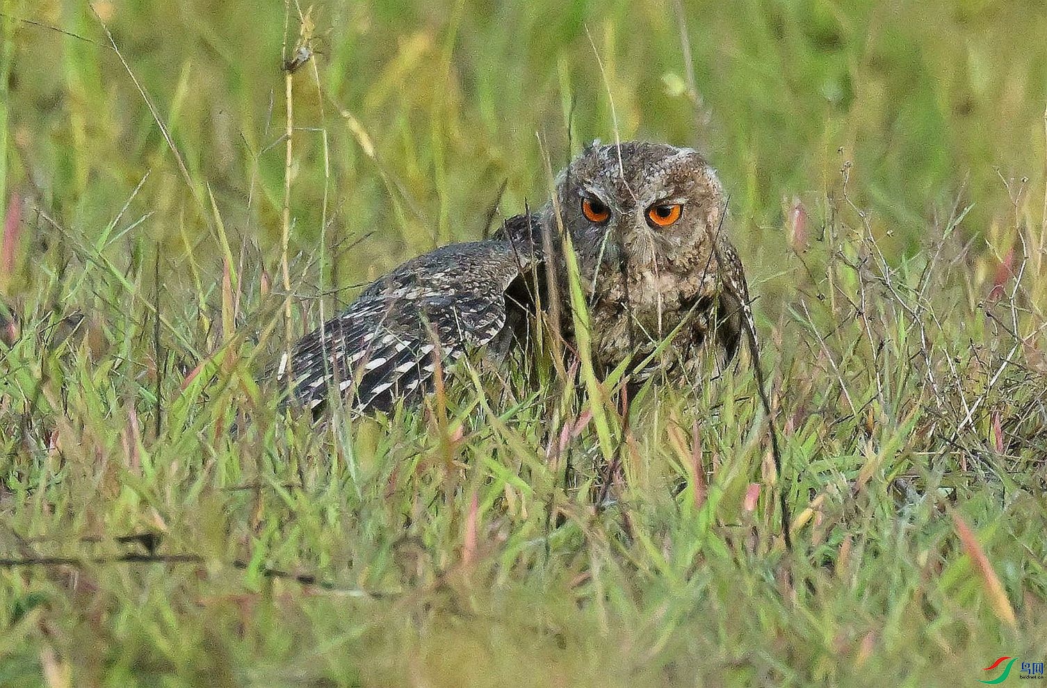 �Ӳ��еı�ʯ��