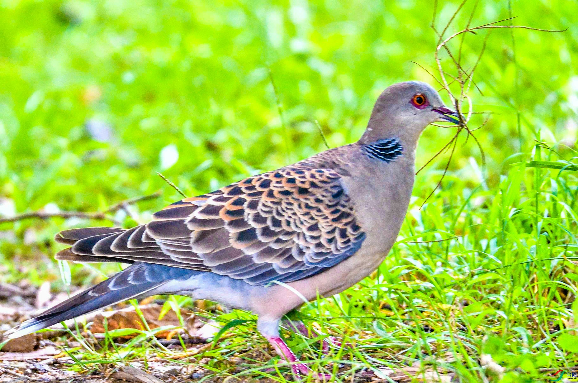 DSC_7803.jpg
