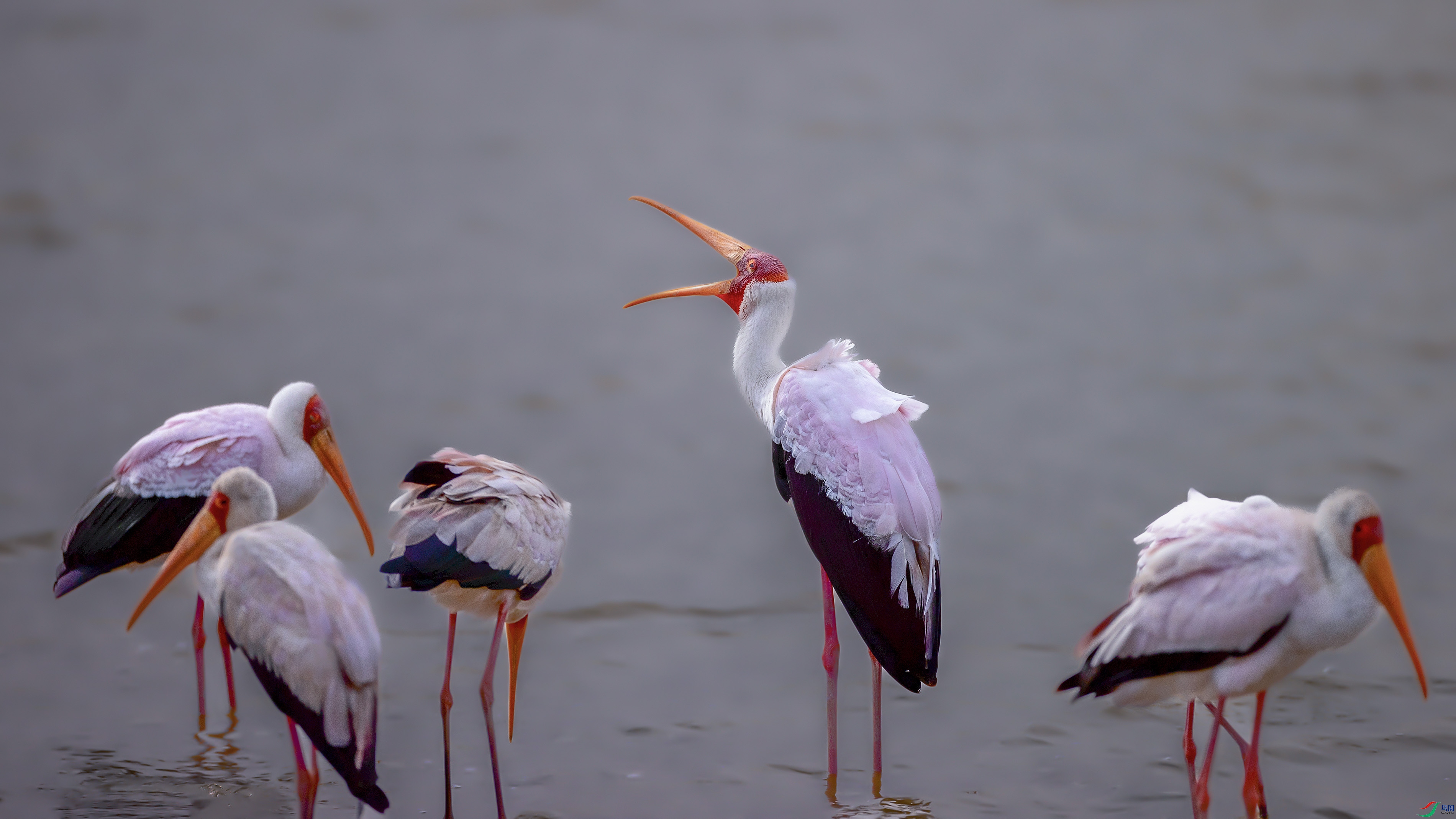 ���еĻ����q��