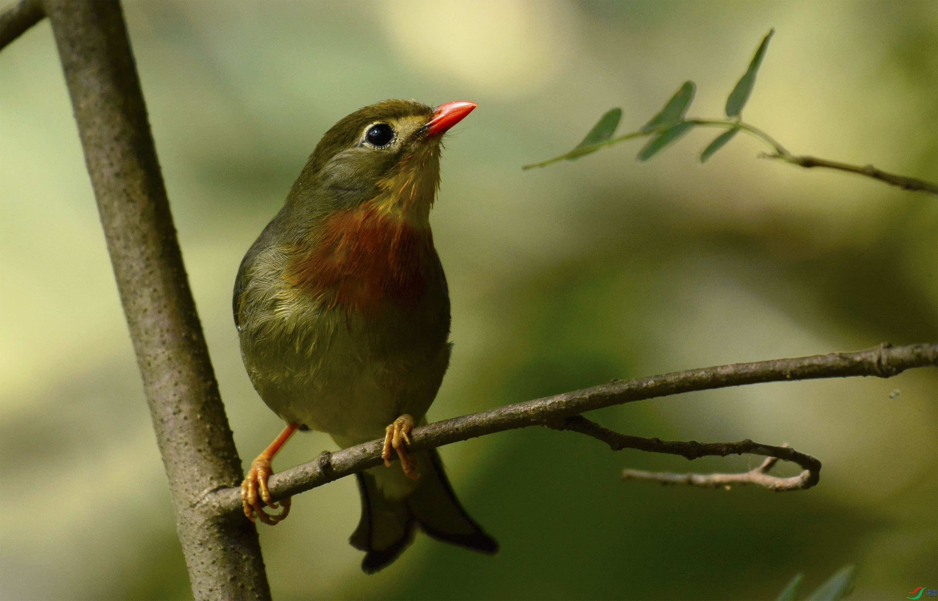 СС�B�_ʼ��Ծ