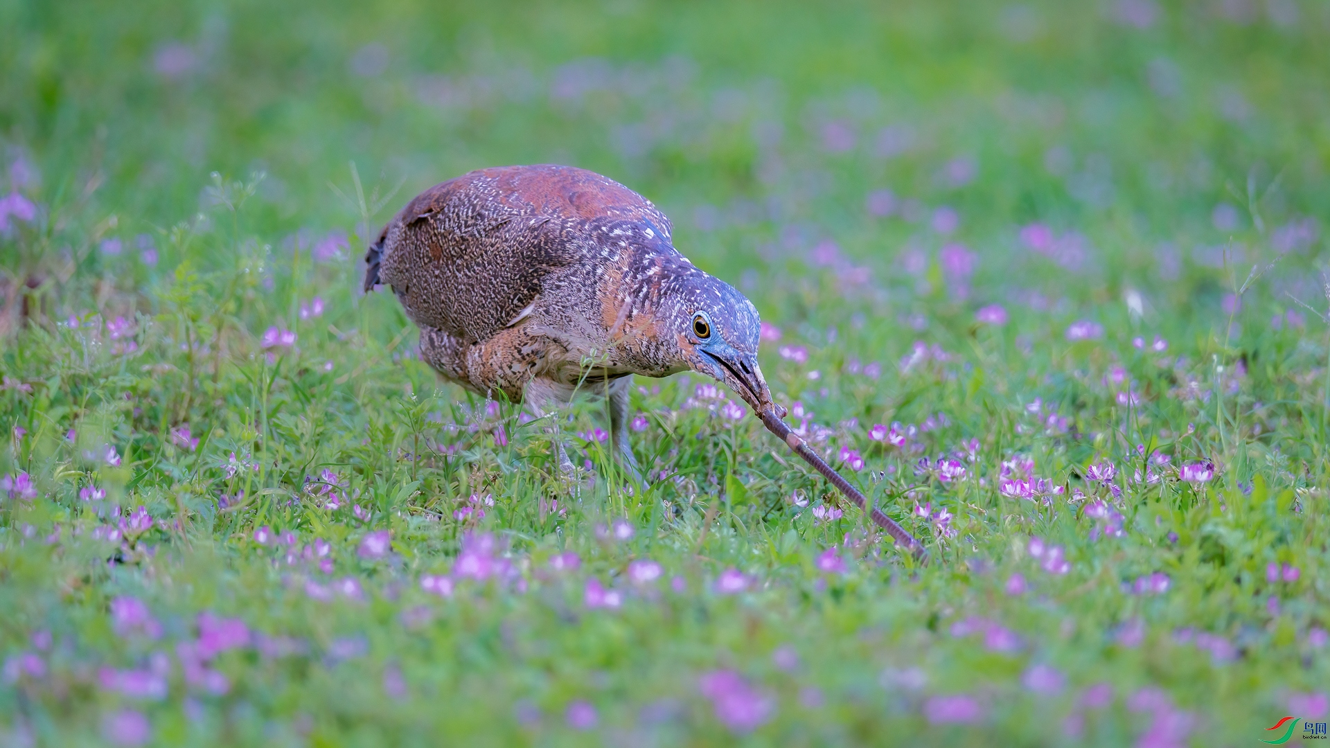 ������  ���ⰻȻ Դ����Ȼ_FQ_8007-01.jpg