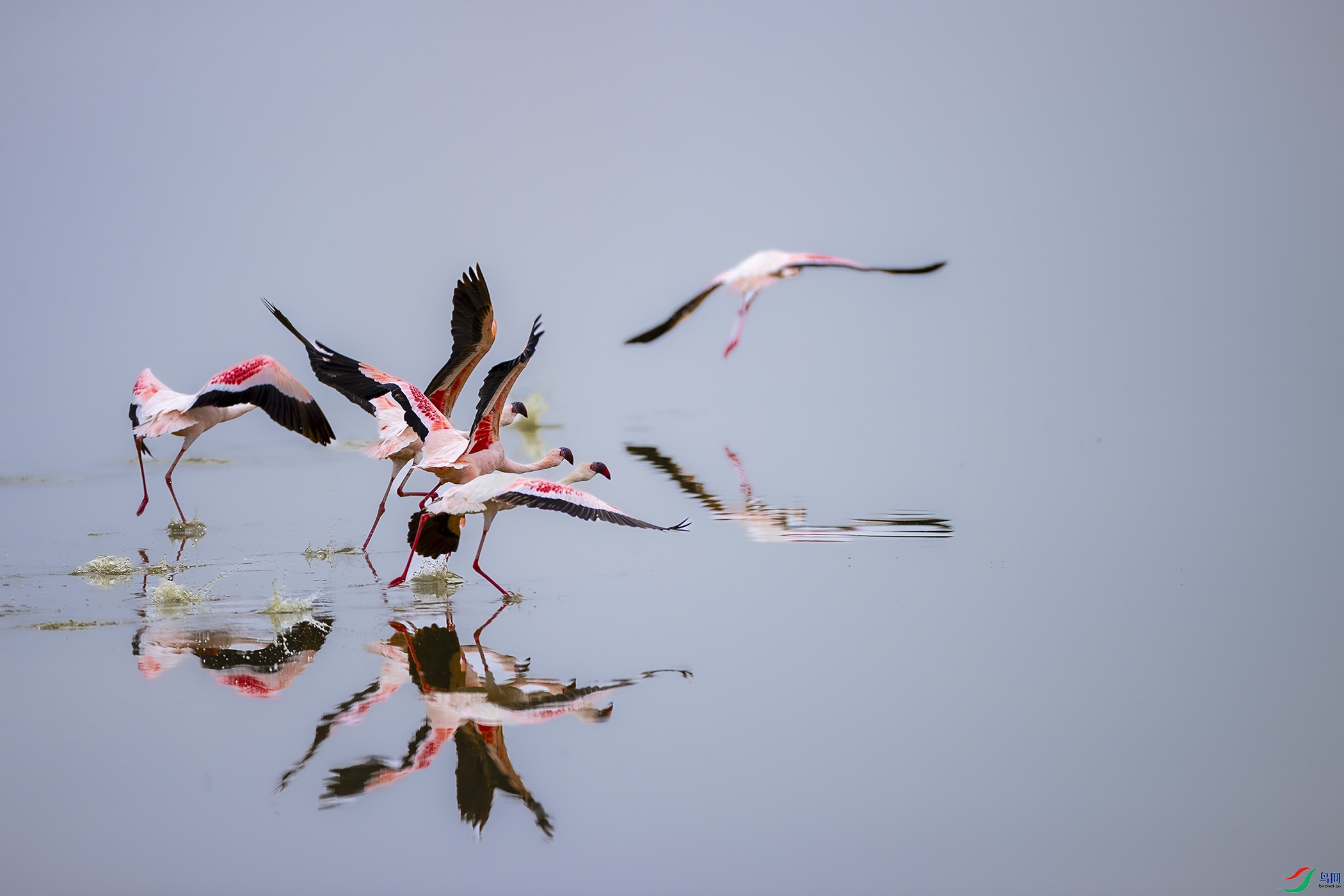 �ڷɵĻ�����