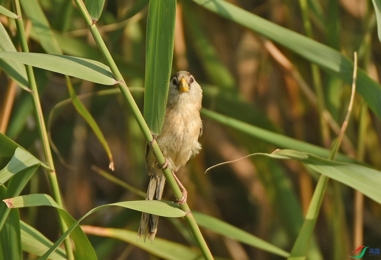 DSC_6336.jpg