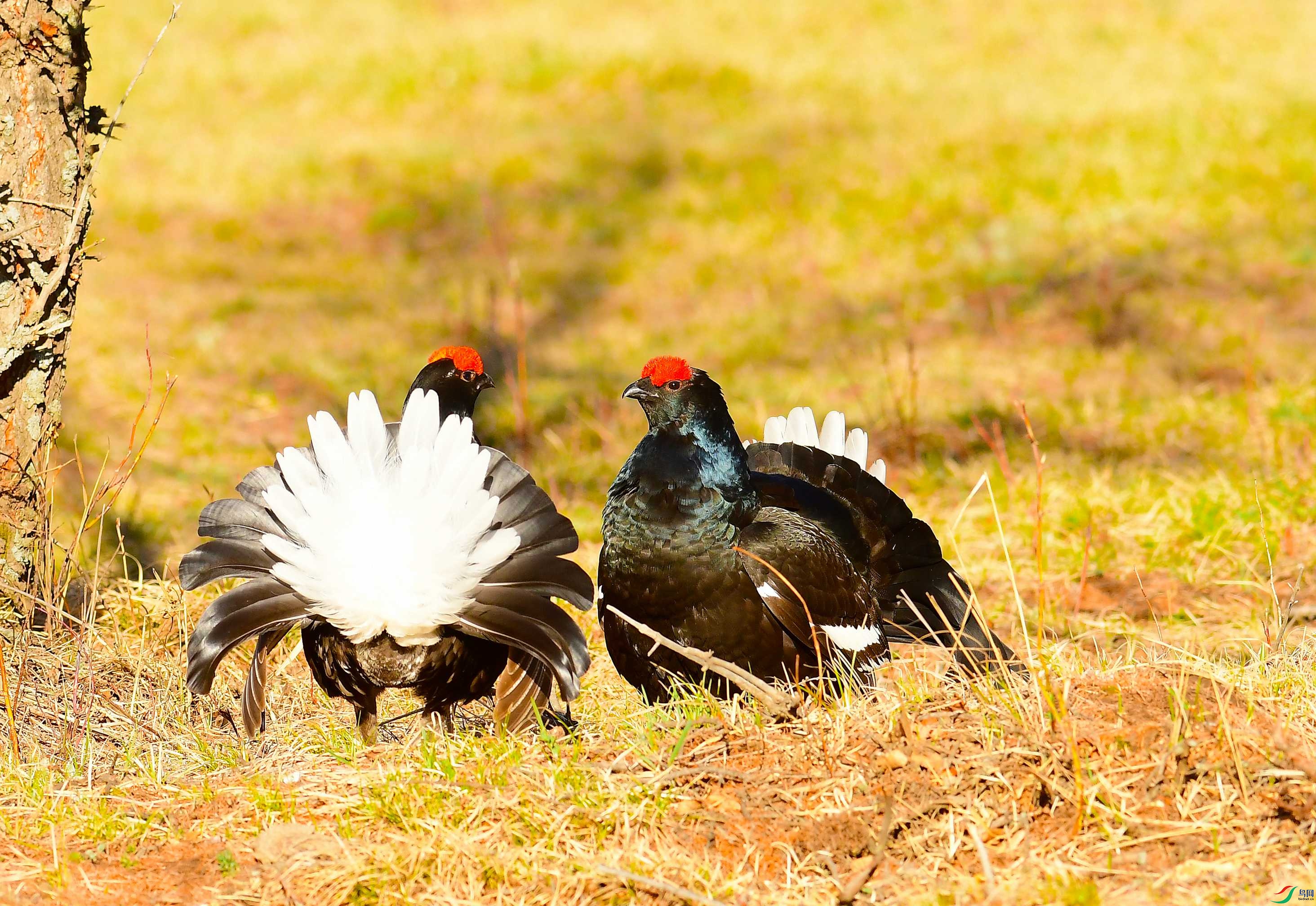 DSC_2011 - ����.JPG