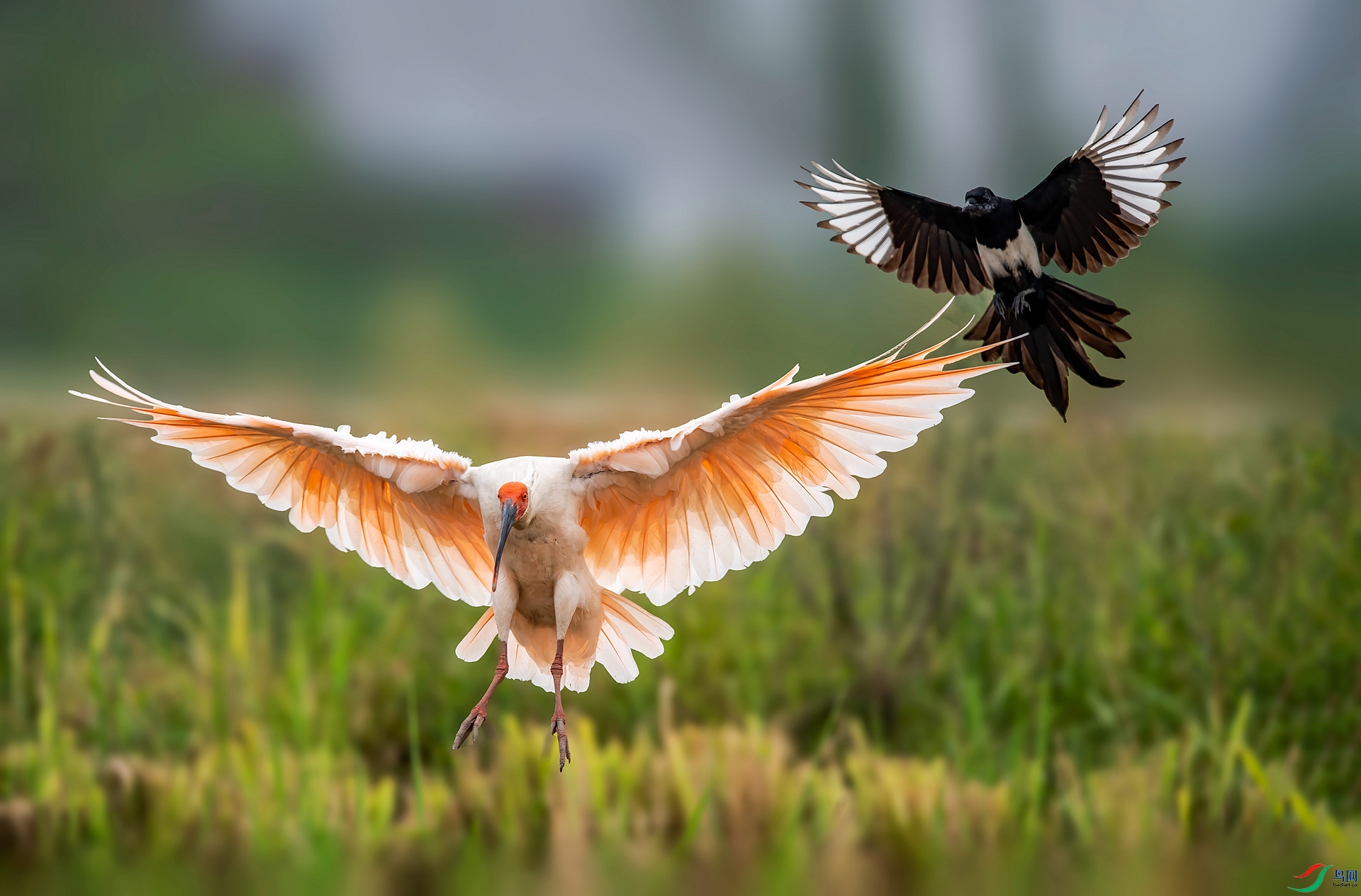 DSC_2194 ����_����.jpg