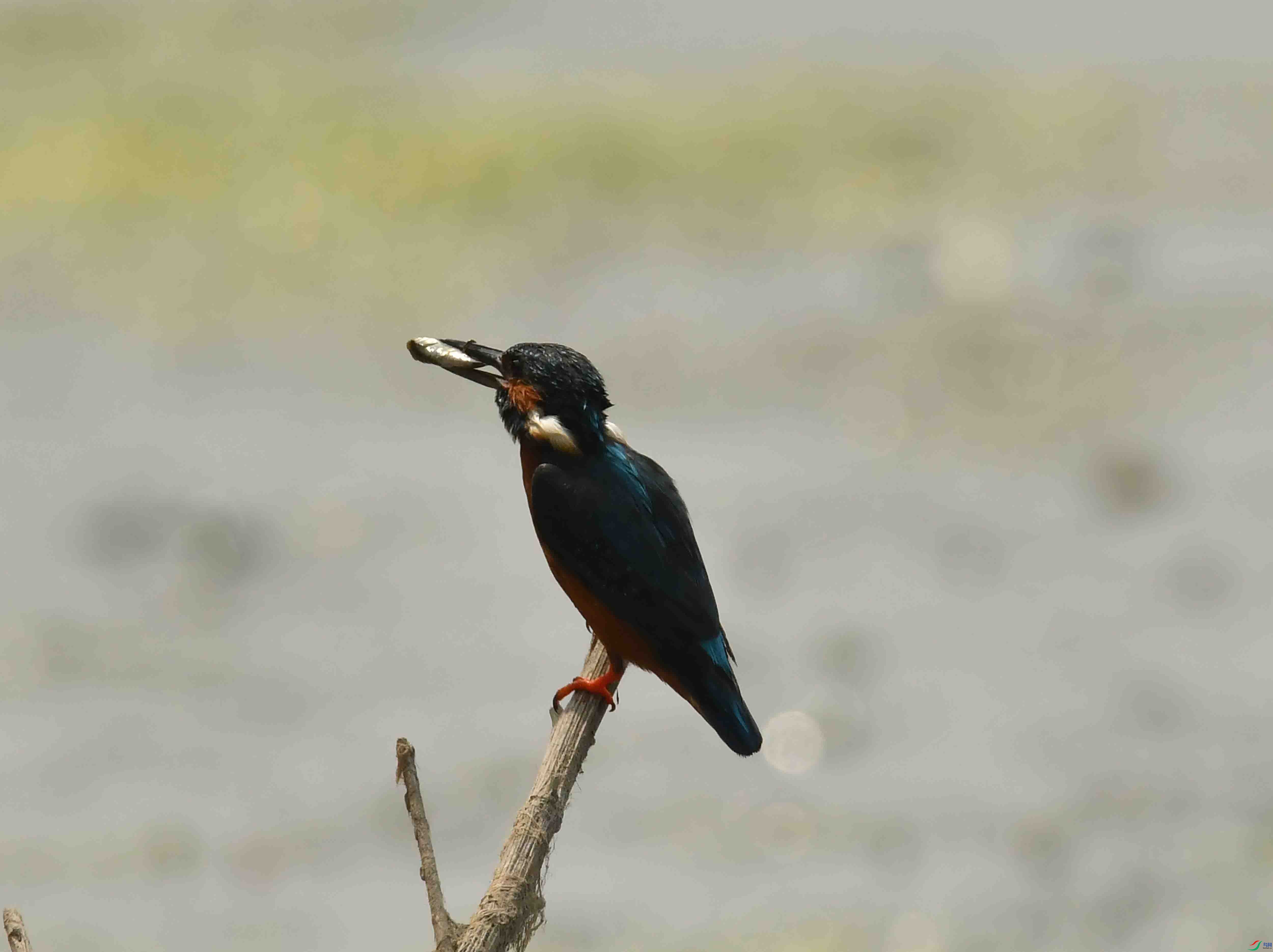 DSC_0030.JPG