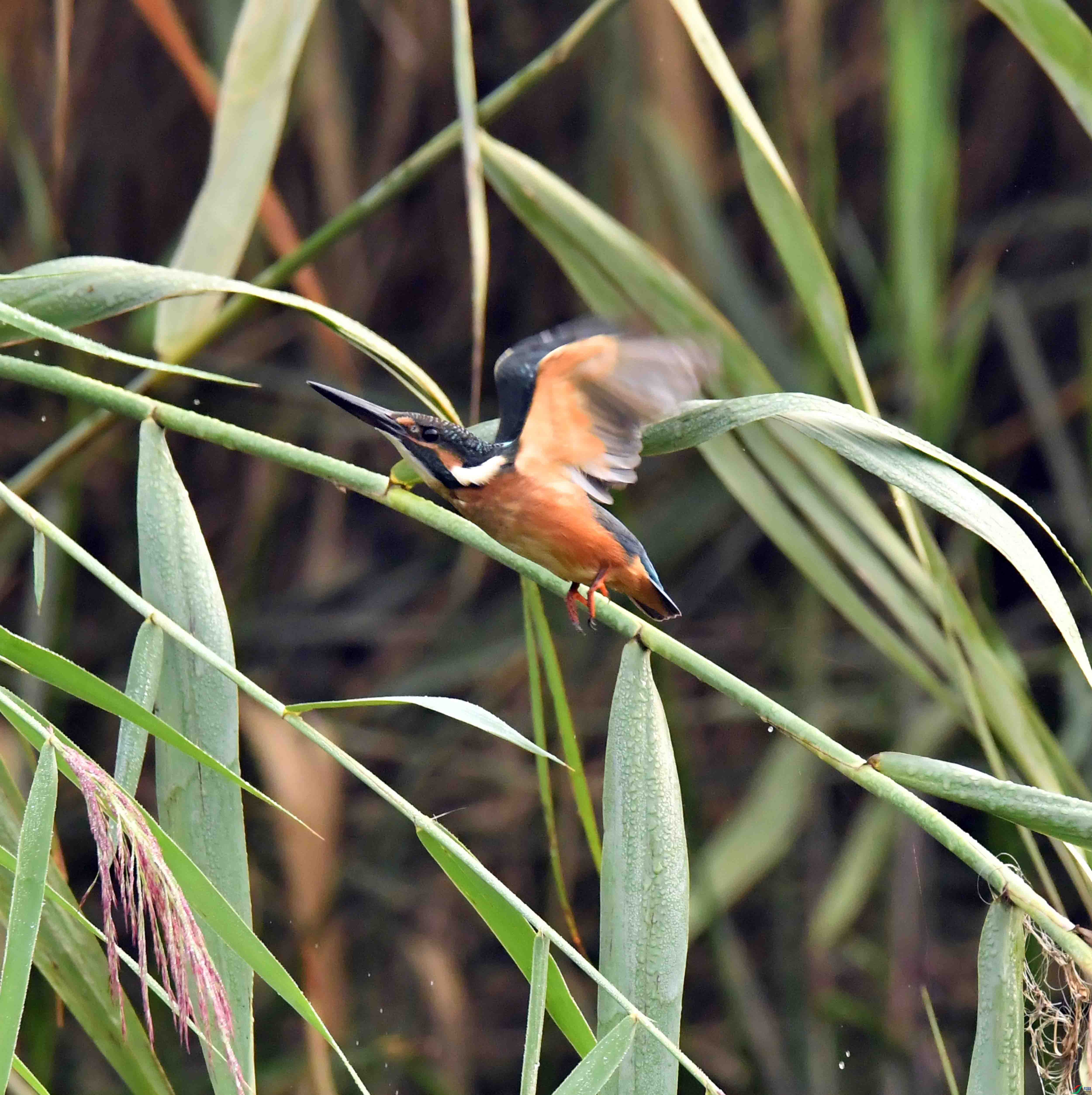DSC_0746.JPG