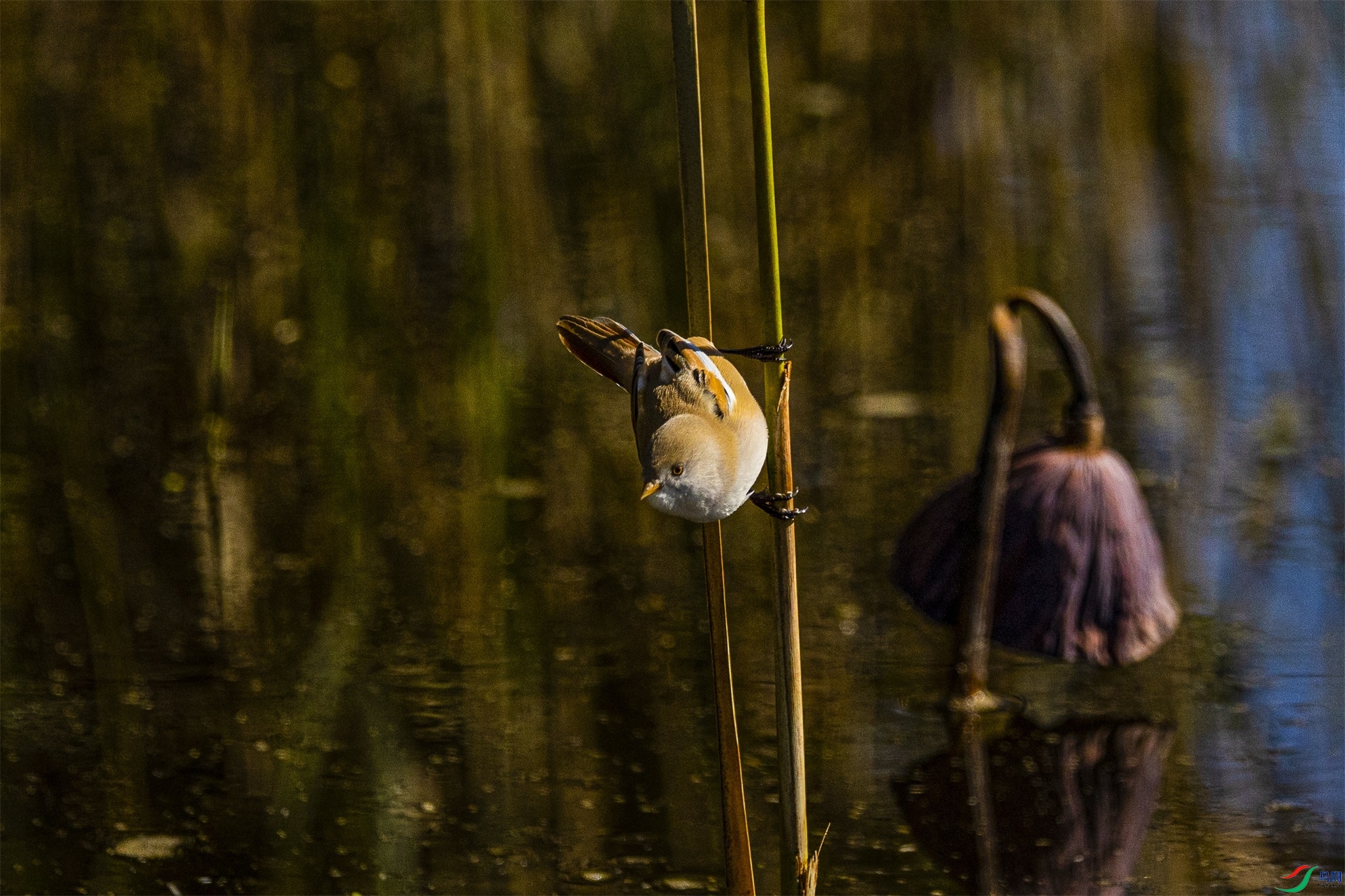 1K3A6214 ����1.jpg