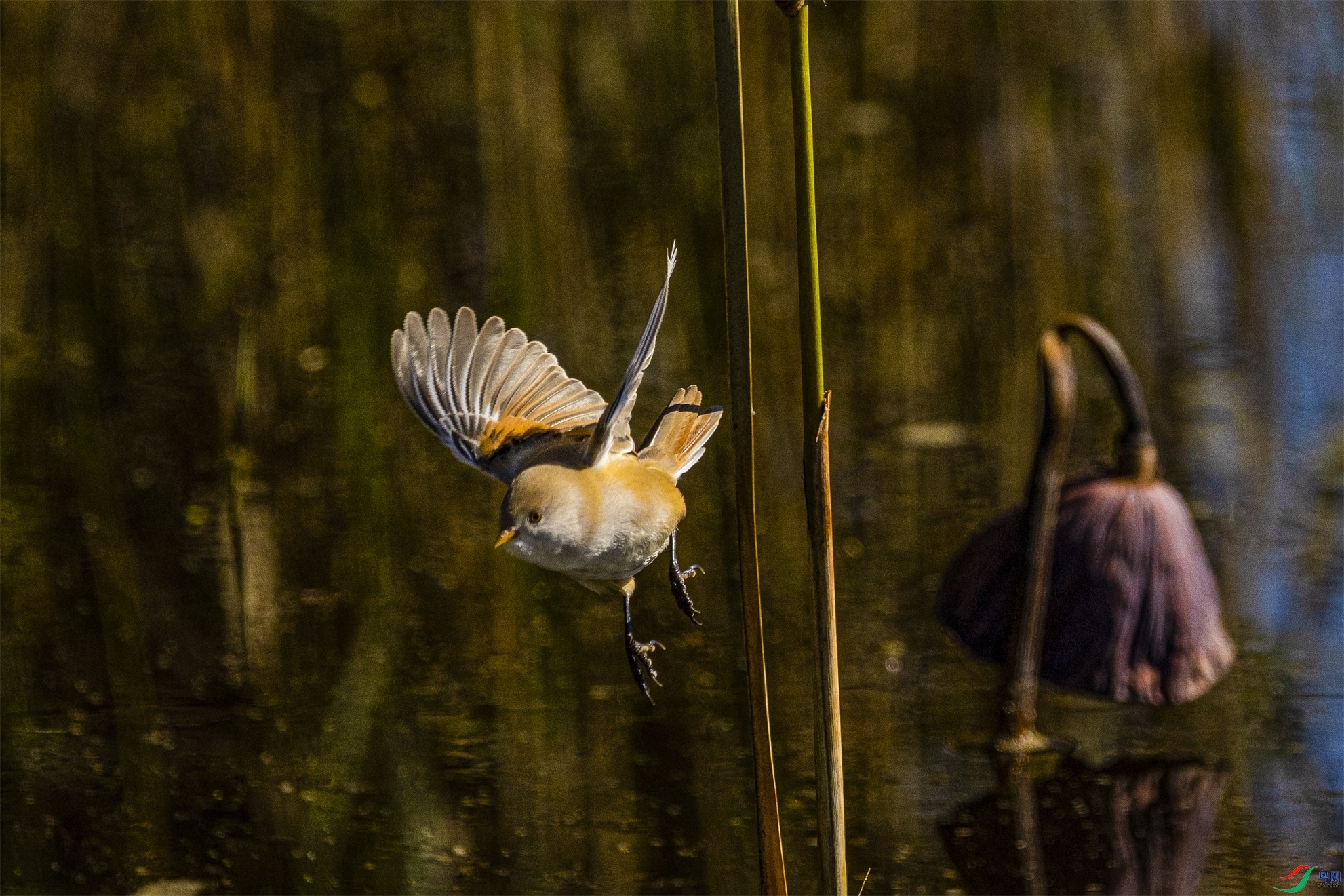 1K3A6216 ����1.jpg