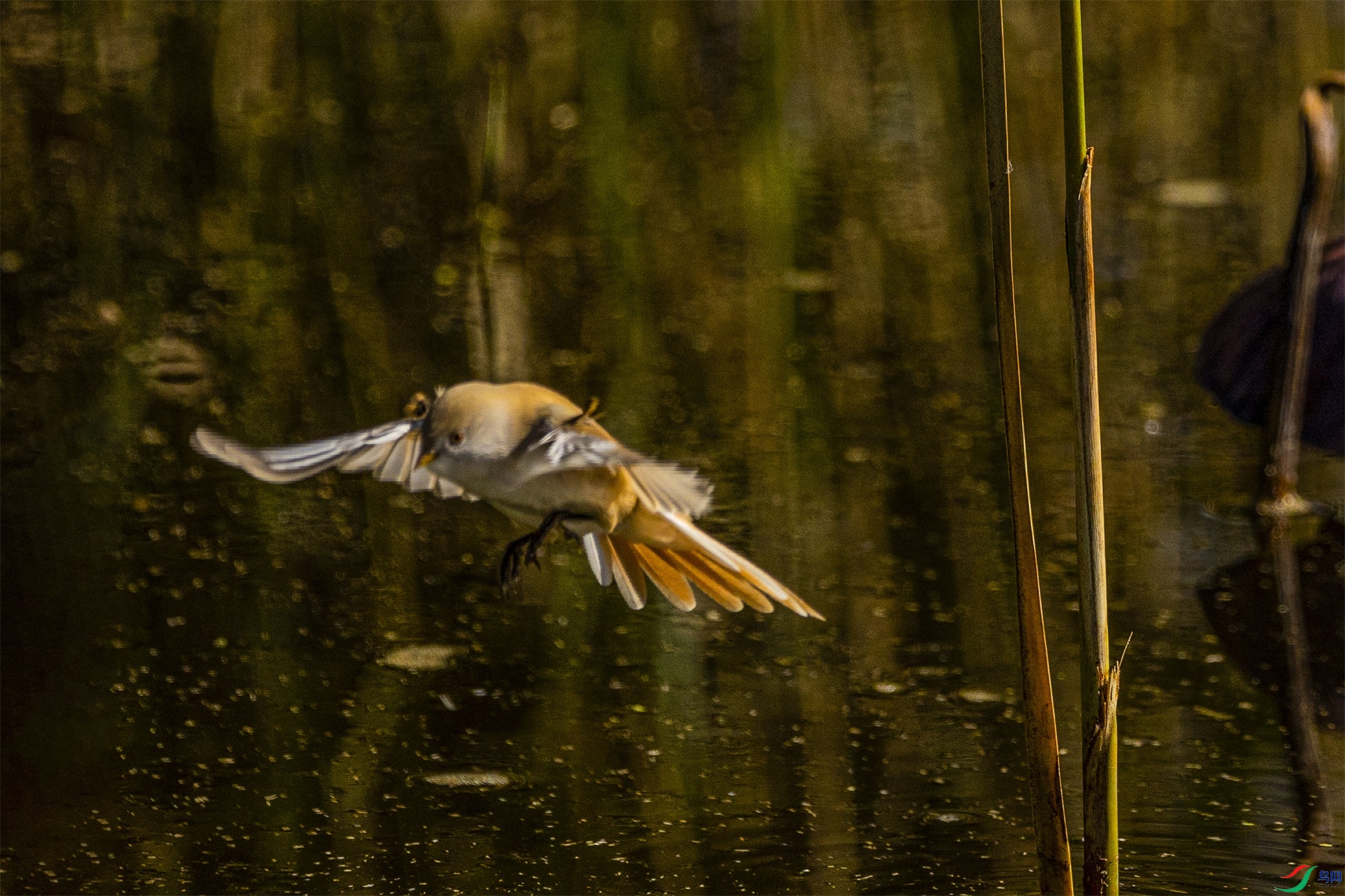 1K3A6218 ����1.jpg