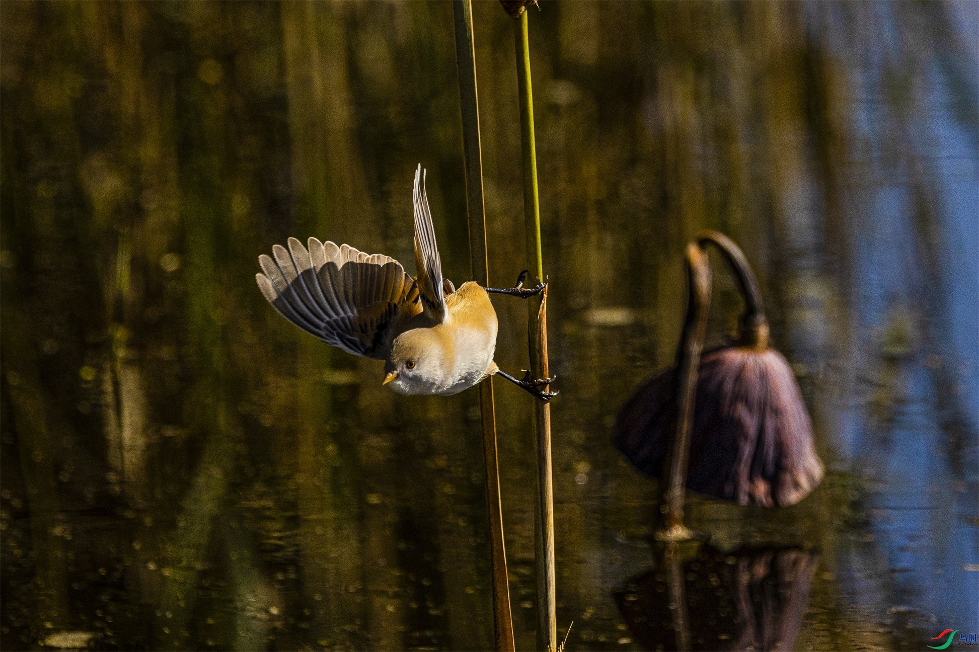 1K3A6215 ����1.jpg