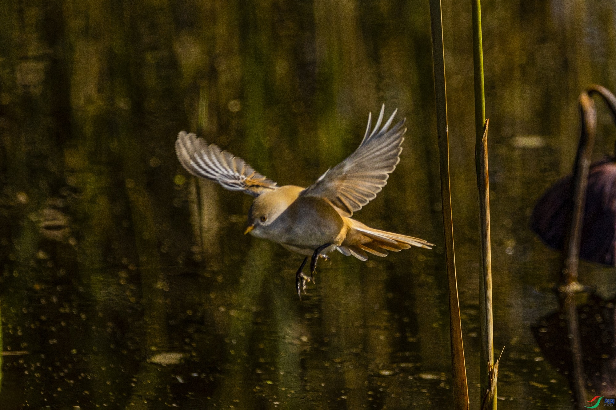 1K3A6217 ����1.jpg