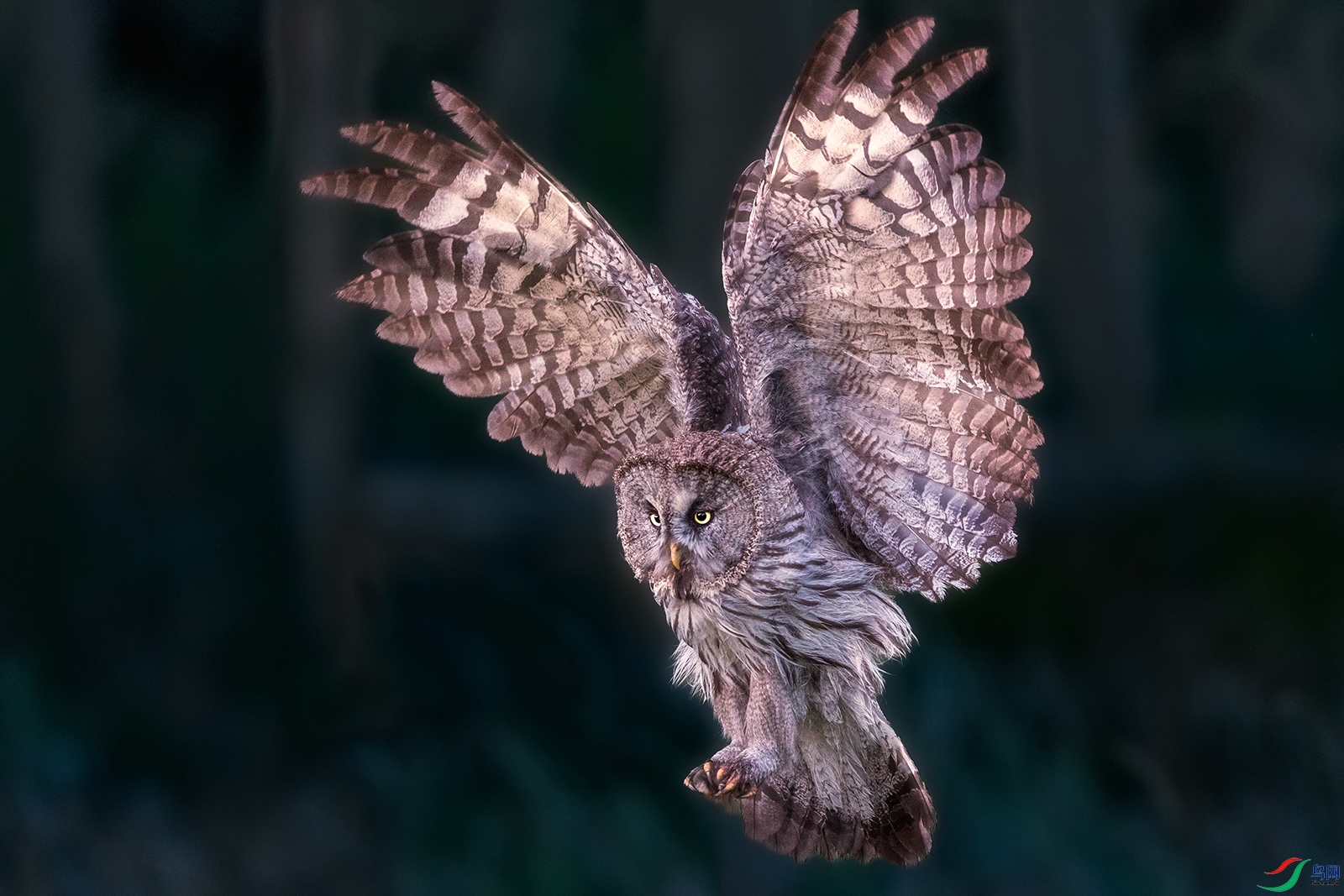 �����^----ֱ���Ʒ�