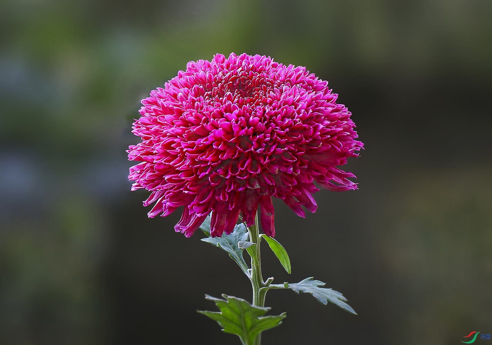 0018158322U9A0956������÷ϸ�� 1000k.jpg