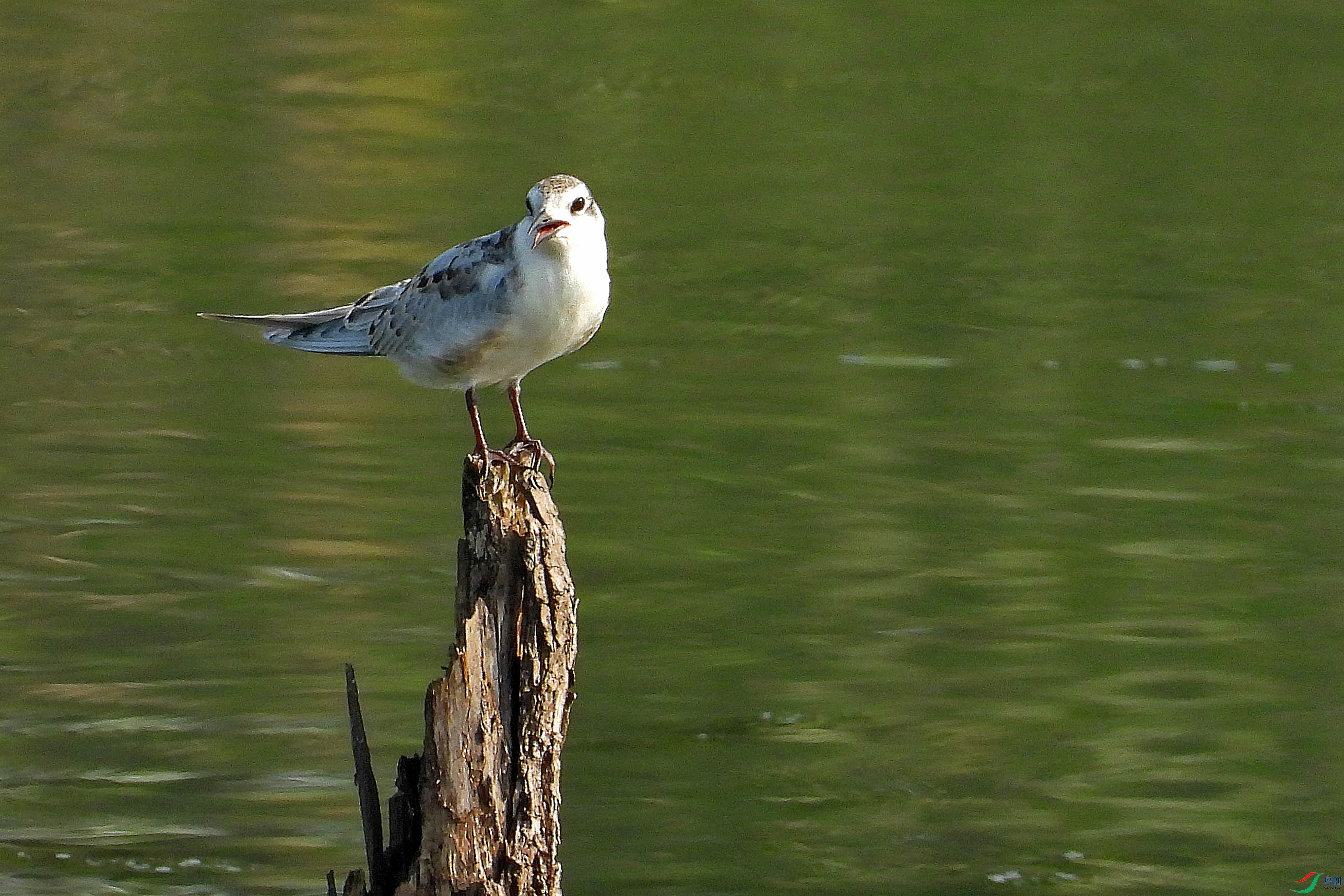 DSCN0195.JPG