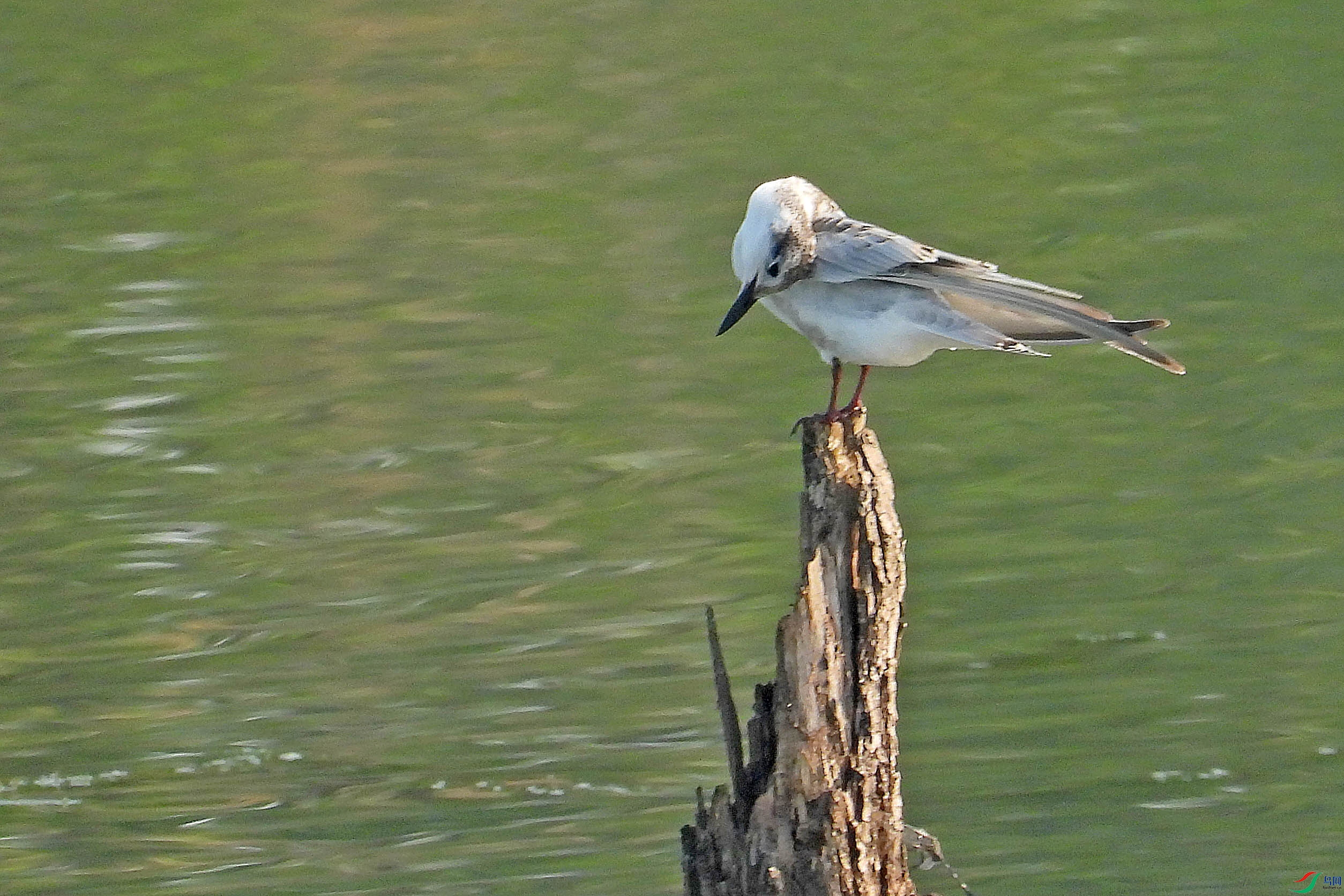 DSCN0114.JPG