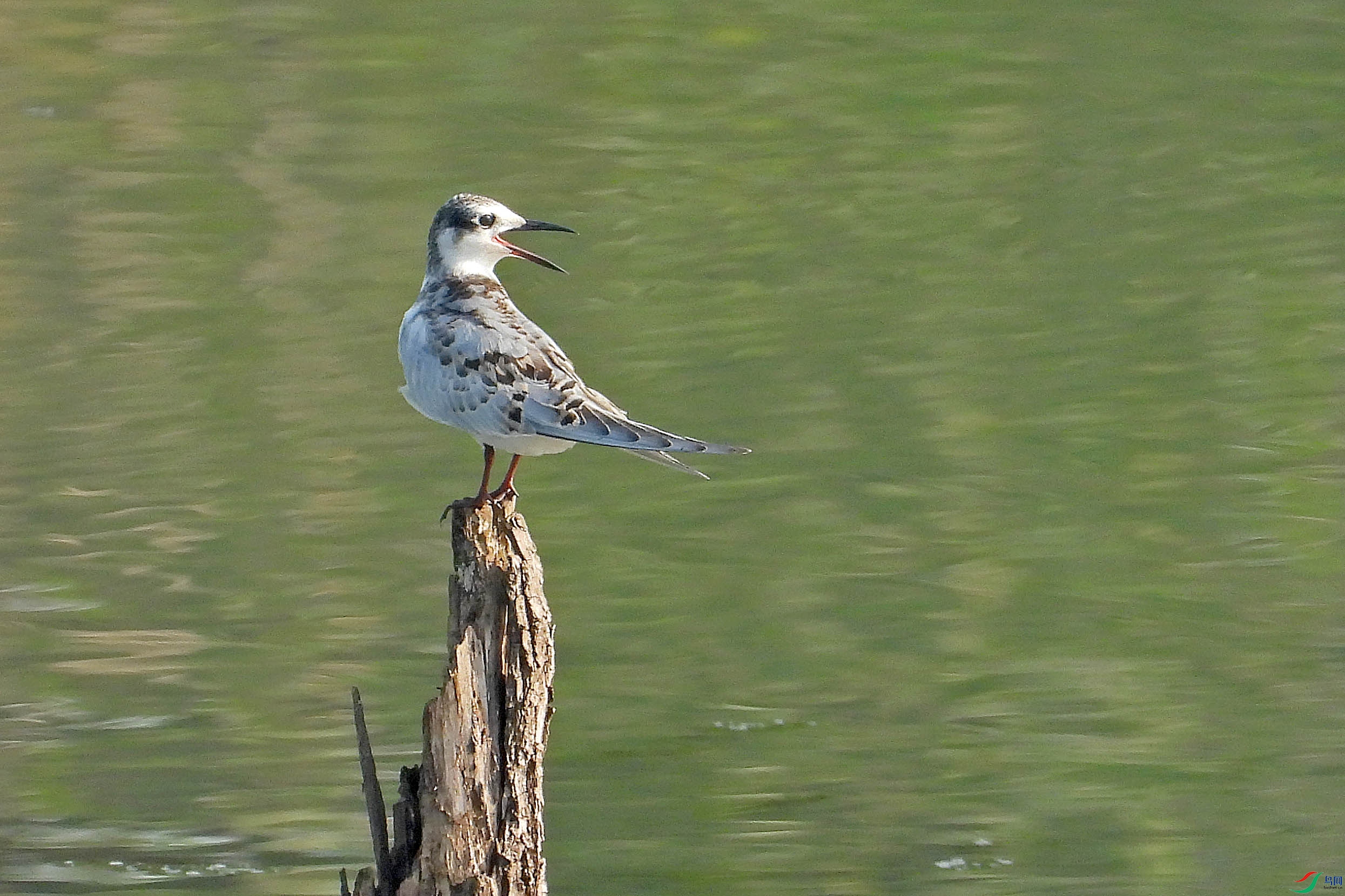 DSCN0155.JPG