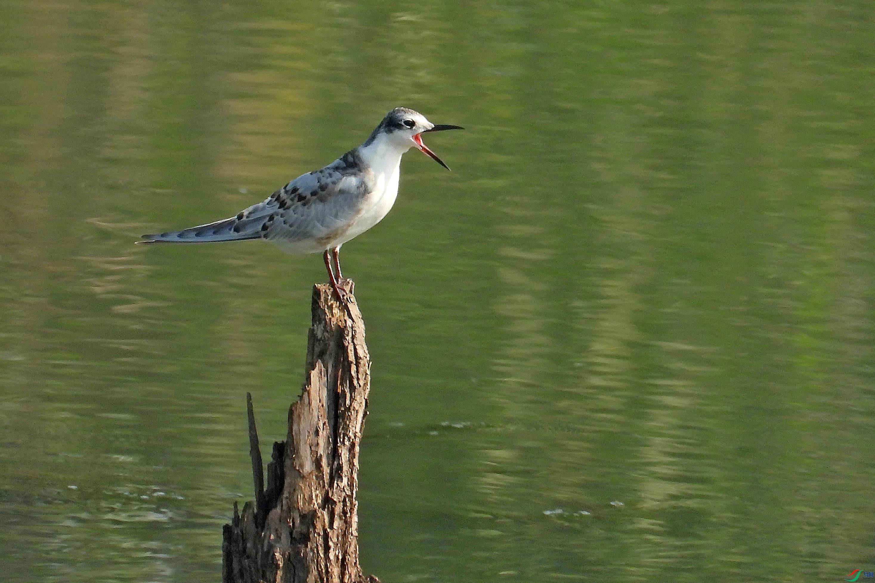 DSCN0212.JPG