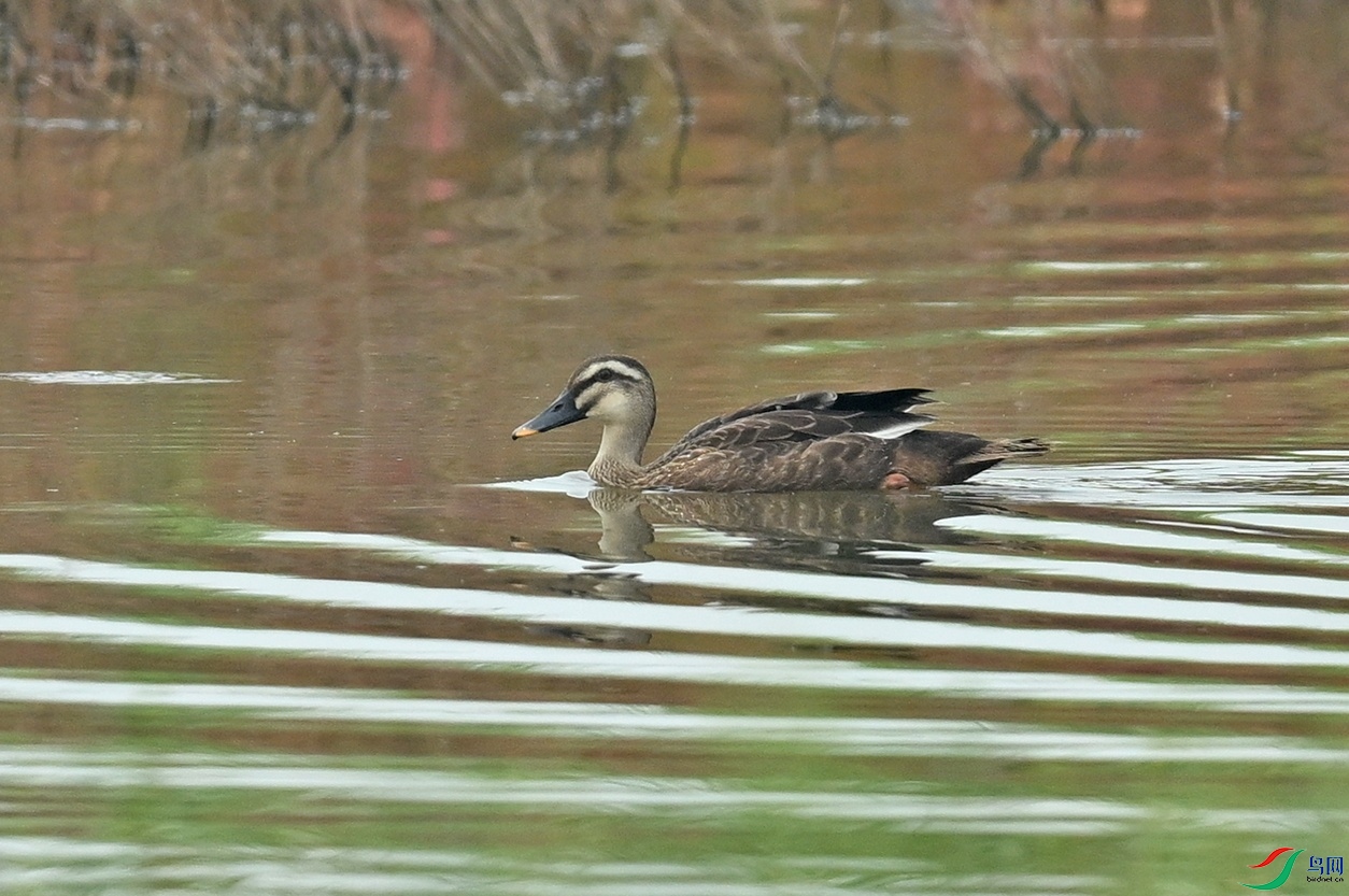 DSC_2964.jpg