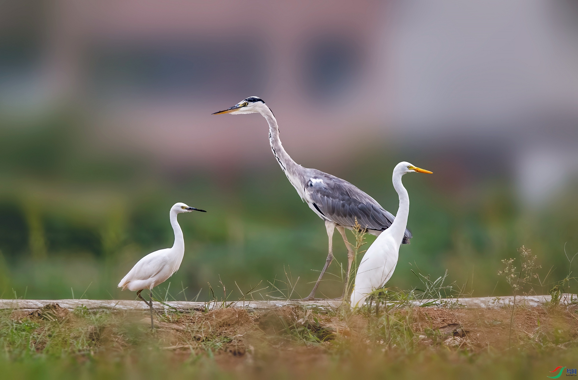 DSC_2292 ����_����.jpg